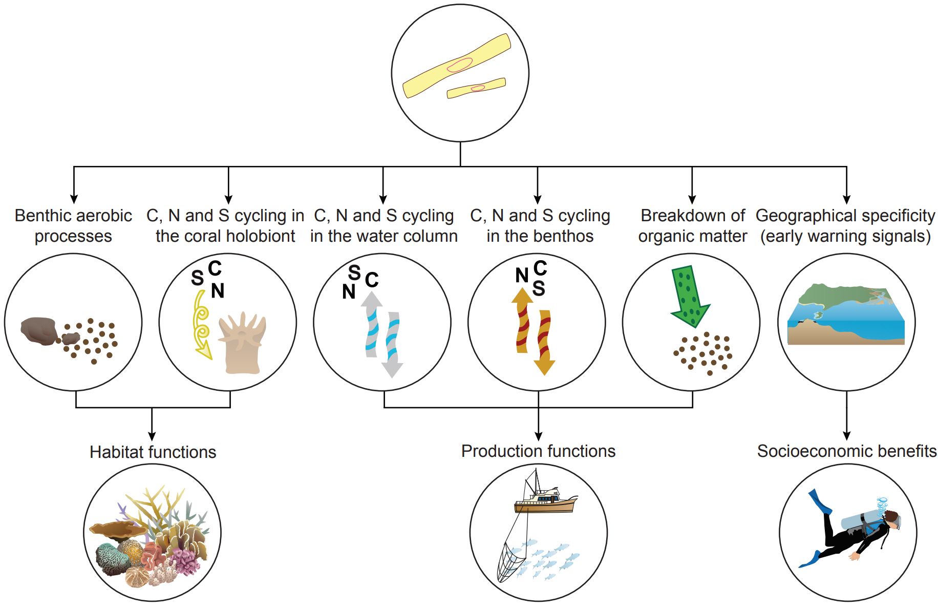 Novel functional roles of chemoautotrophic microbes