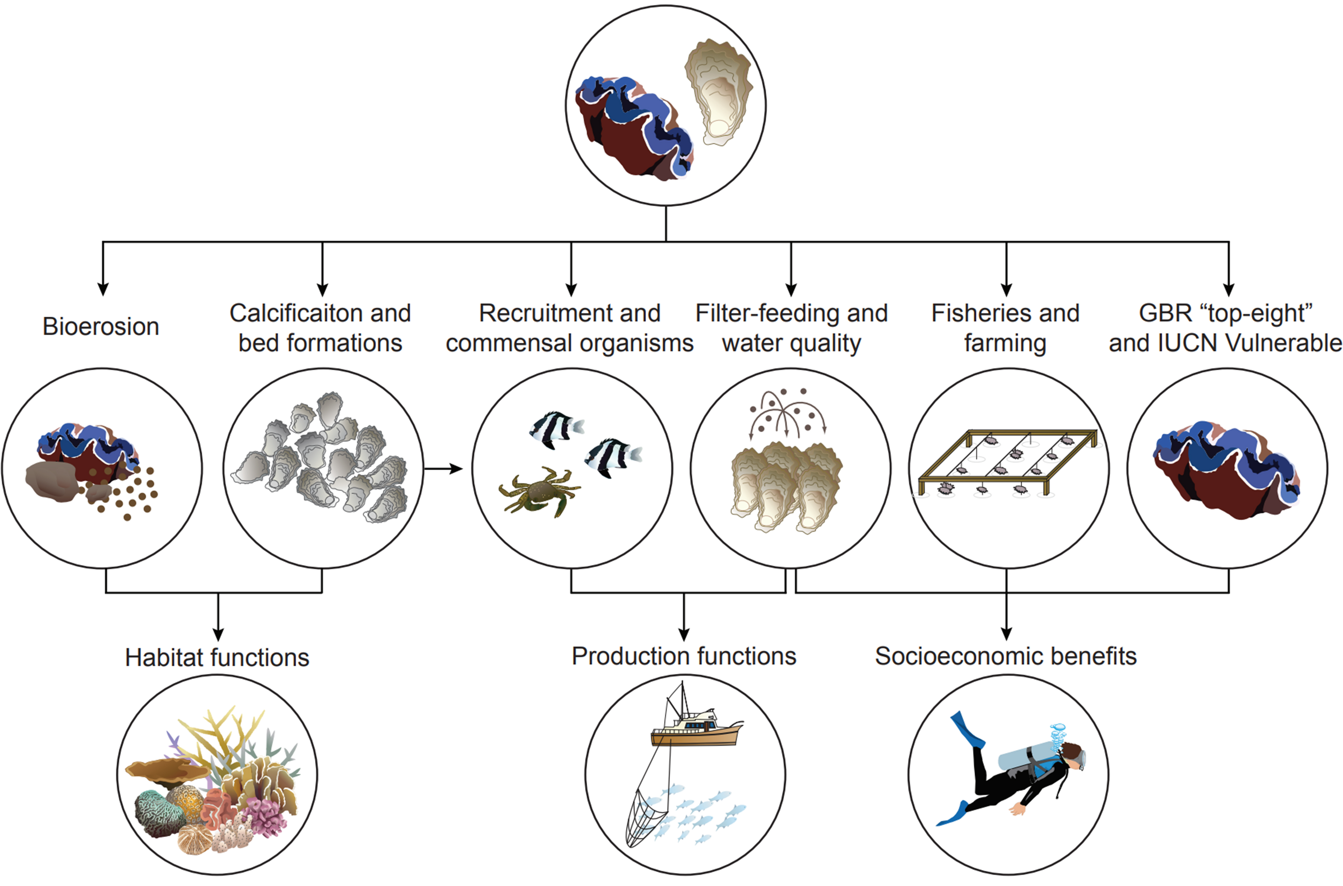 Novel functional roles of bivalves