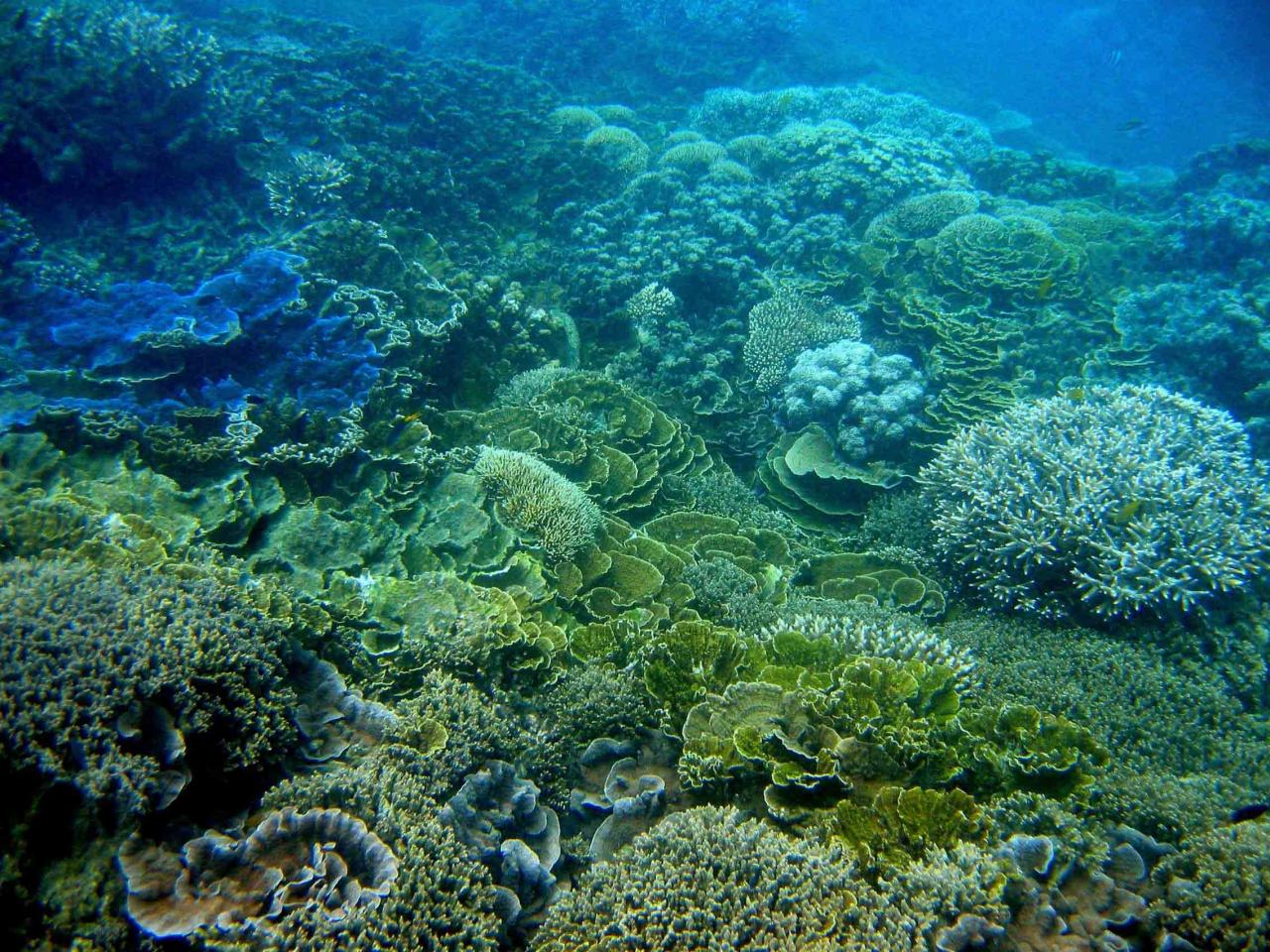 MacDonalds Reef