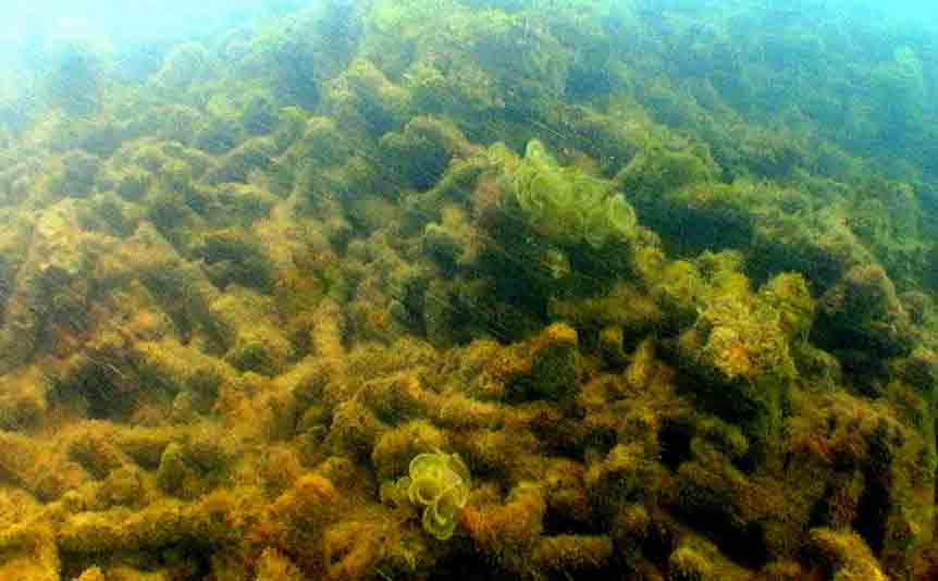 Coral breakage