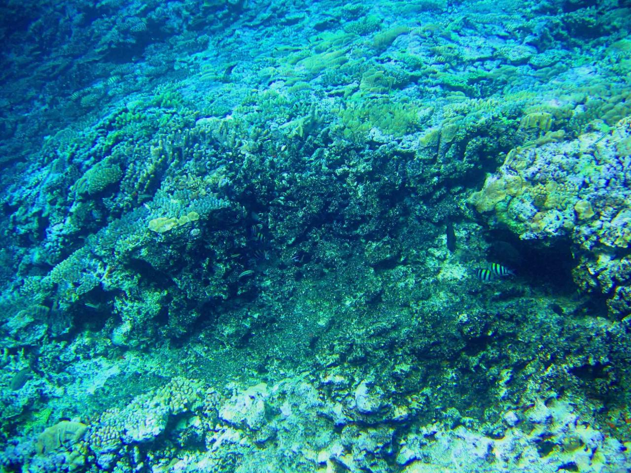 Removal of reef framework