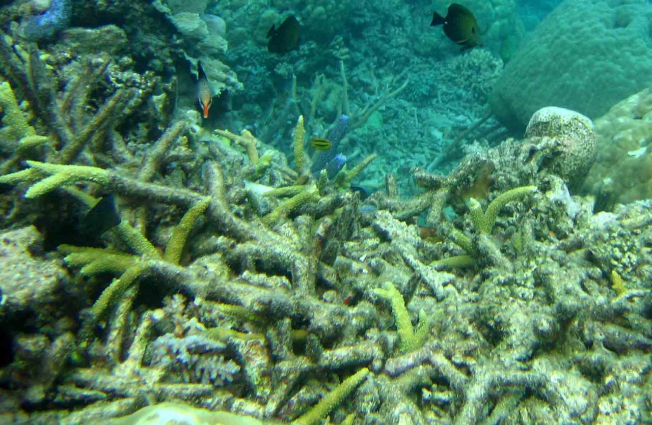 Coral breakage with living fragments