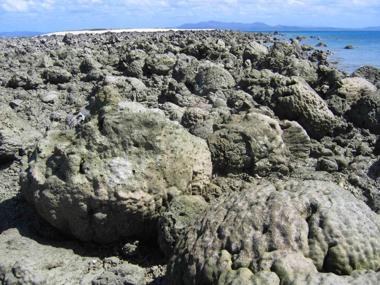 Dislodgement of massive corals