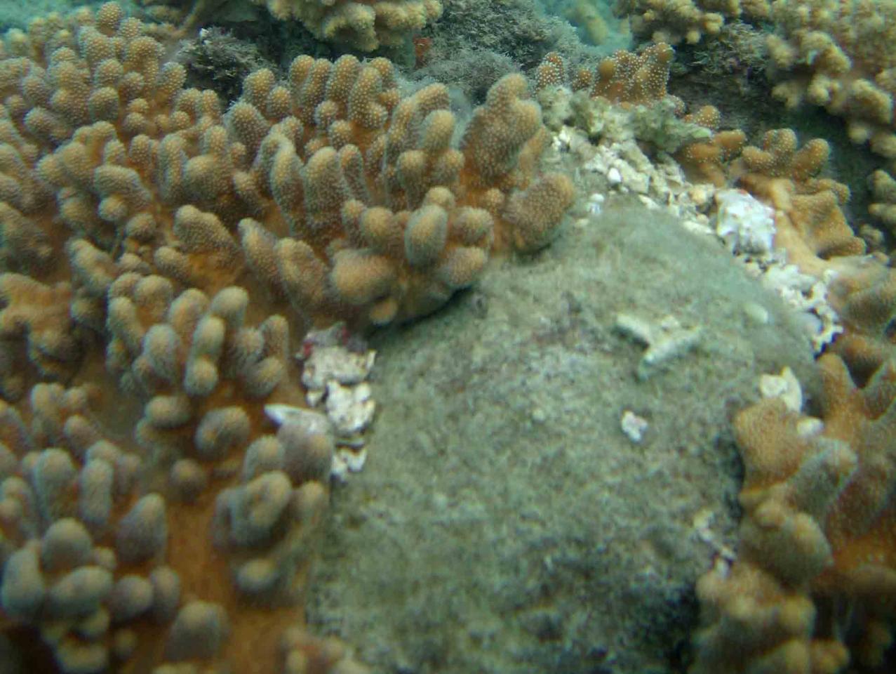 Tearing of octocorals