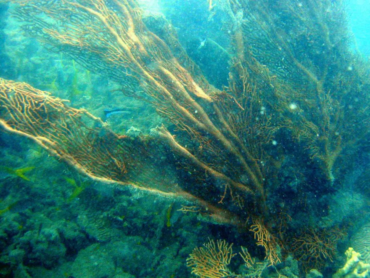Tearing of octocorals