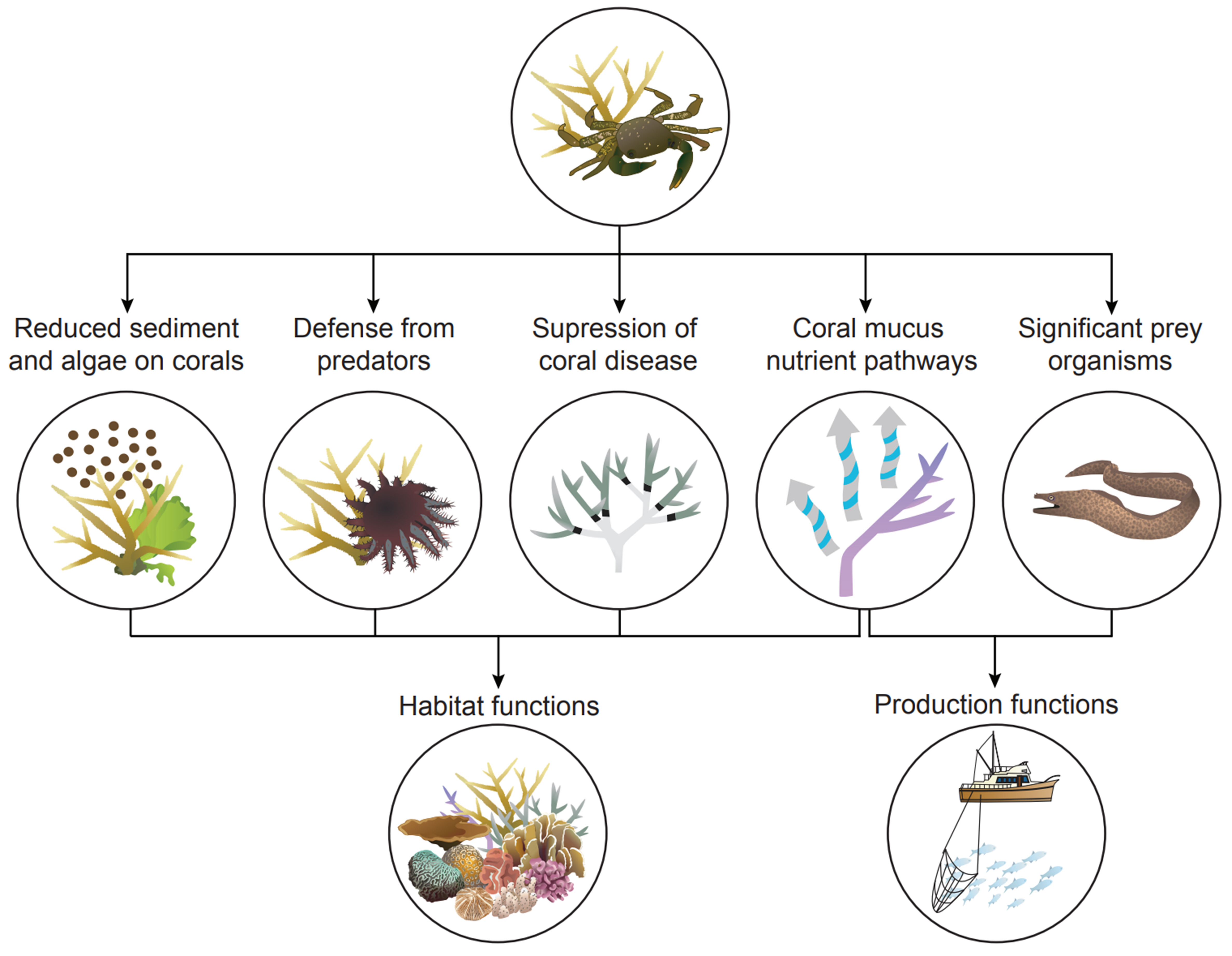 Novel functional roles of coral-associated crabs