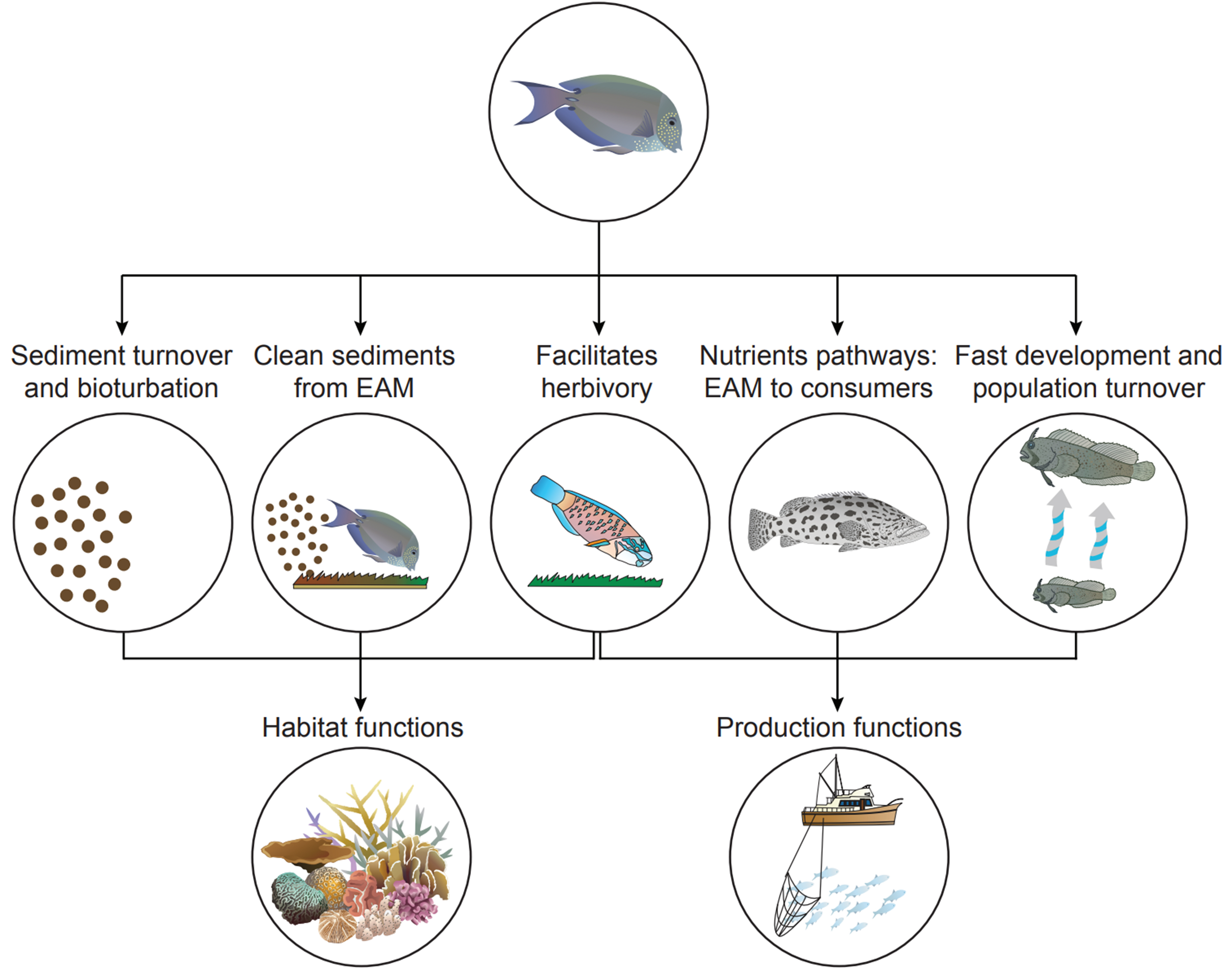 Novel functional roles of detritivorous fishes