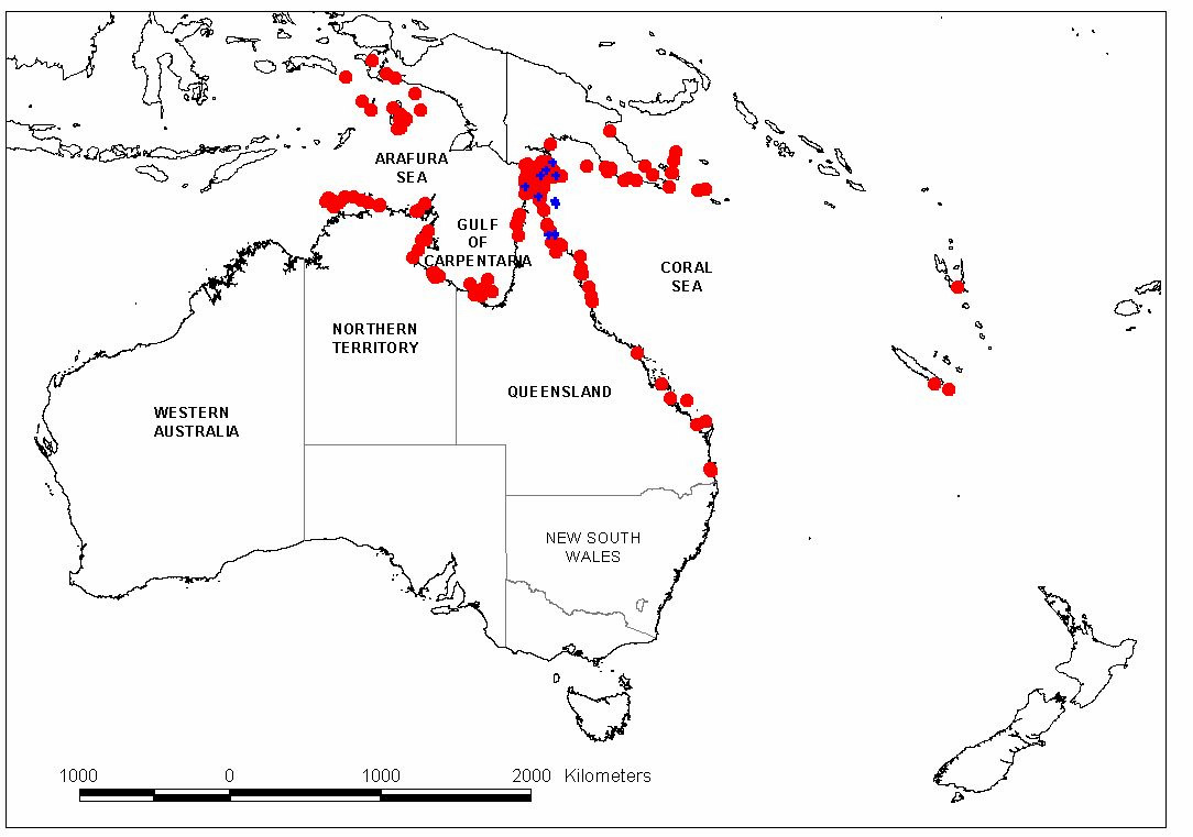 Tag recoveries from nGBR green turtles