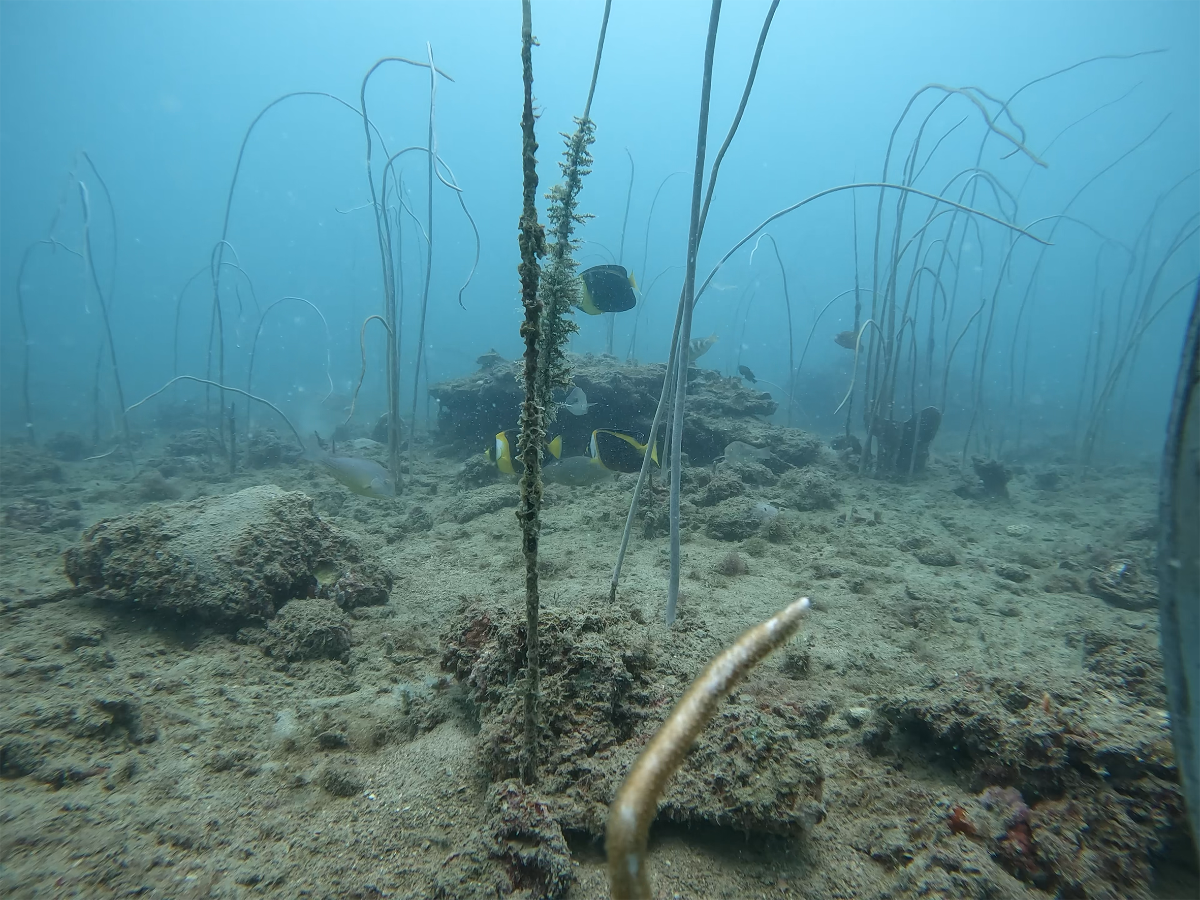 Fish and Gorgonians_Site 1.mov.00_00_18_33.Still001.png