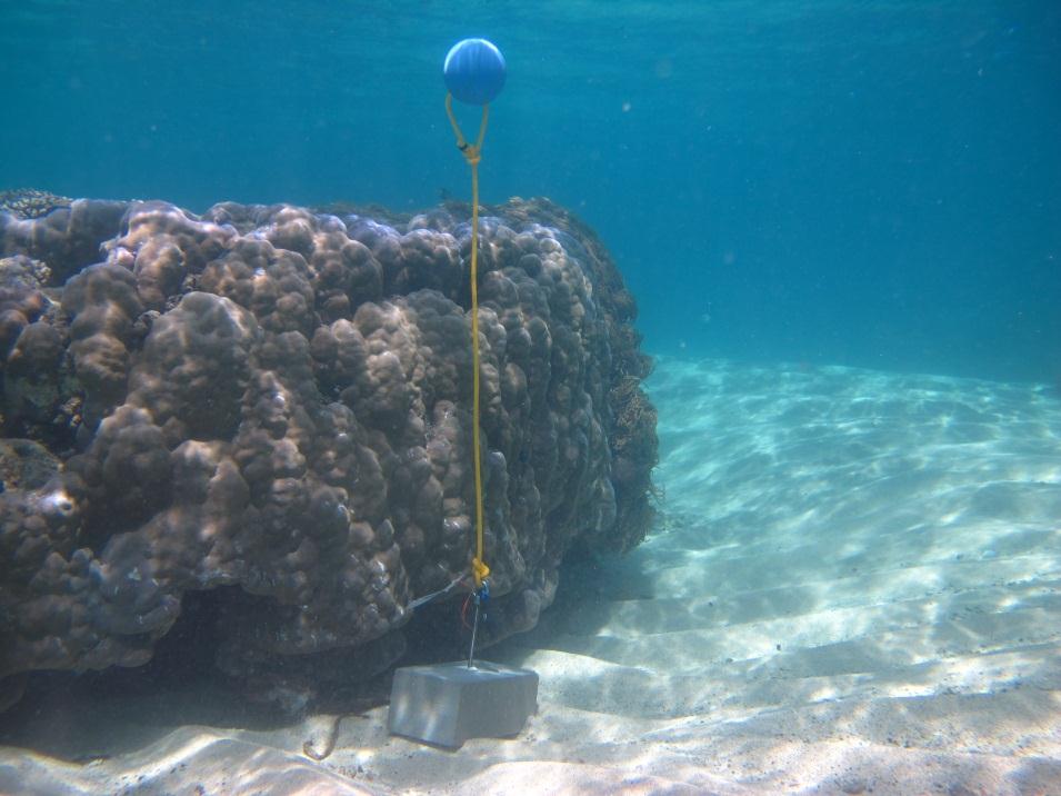 Mer Island - Torres Strait Temperature Logger (Flat Logger: MERFL1)