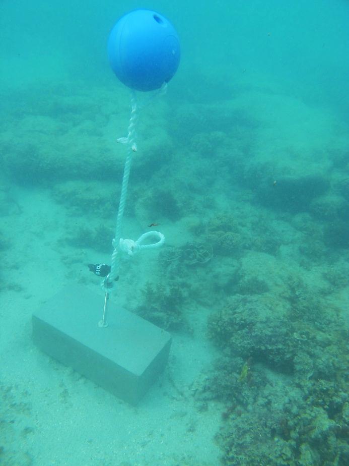 Twin Island - Torres Strait Temperature Logger (Flat Logger: TWINFL1)