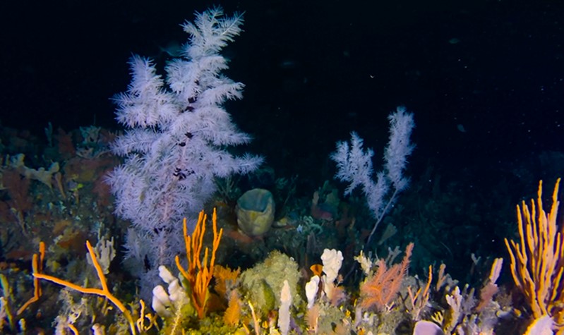 Freycinet MPA Black Coral And Invertebrate Community On Granite Reef