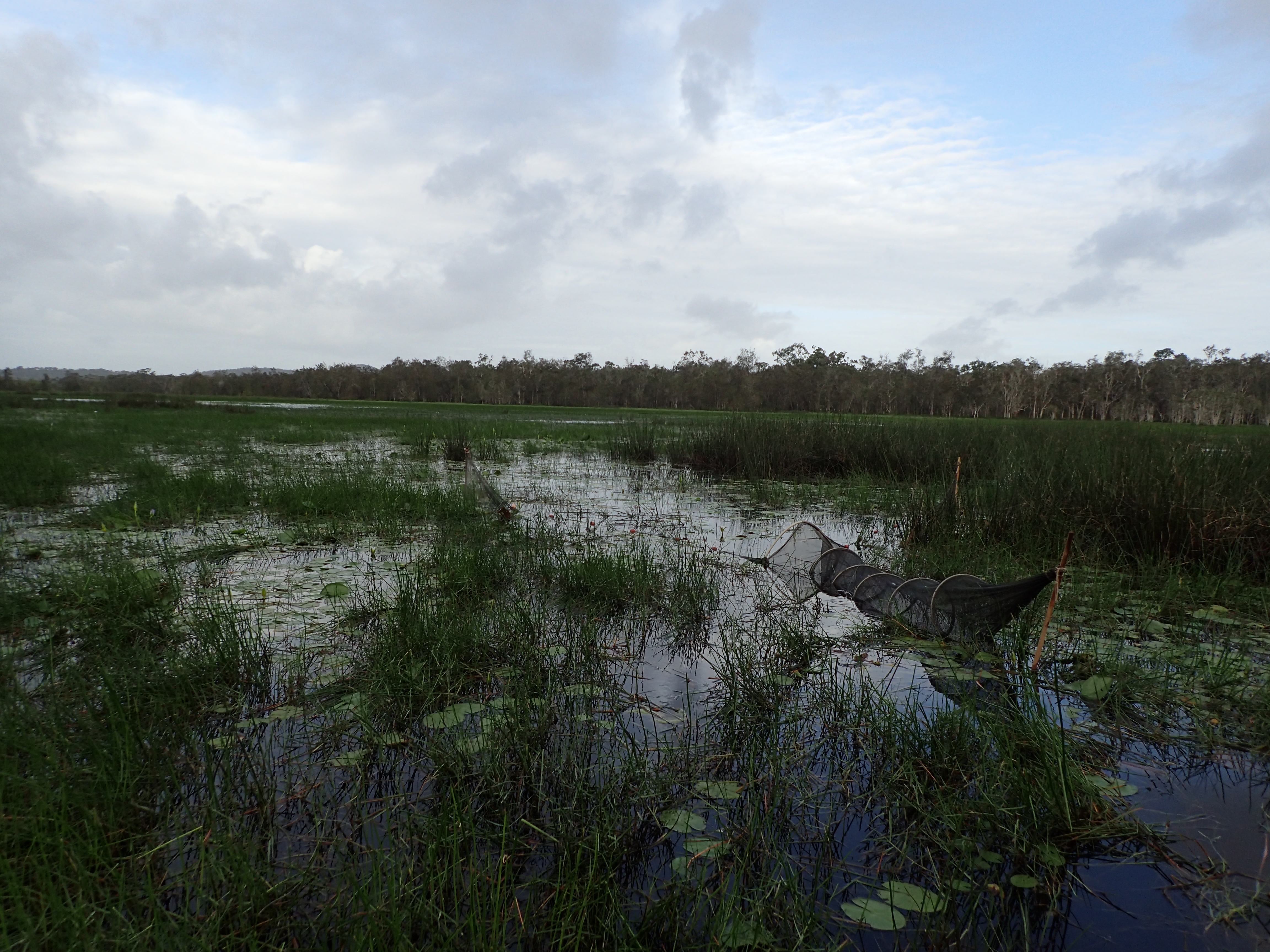 Fish sampling in coastal wetland