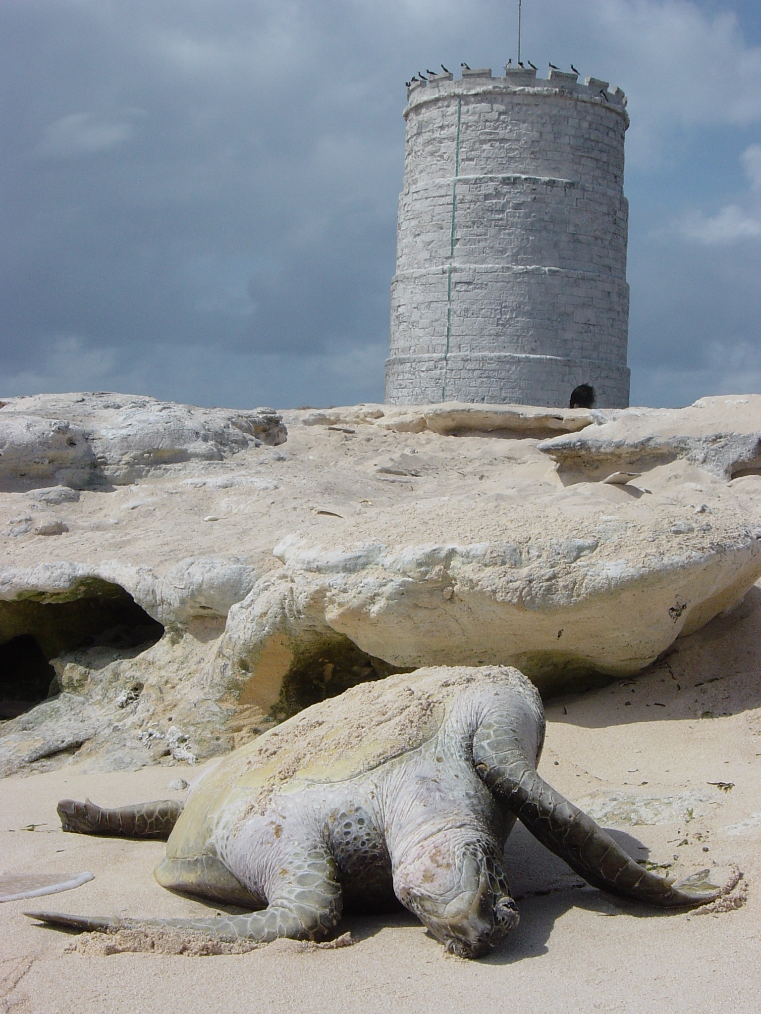 Green turtles die on Raine Island