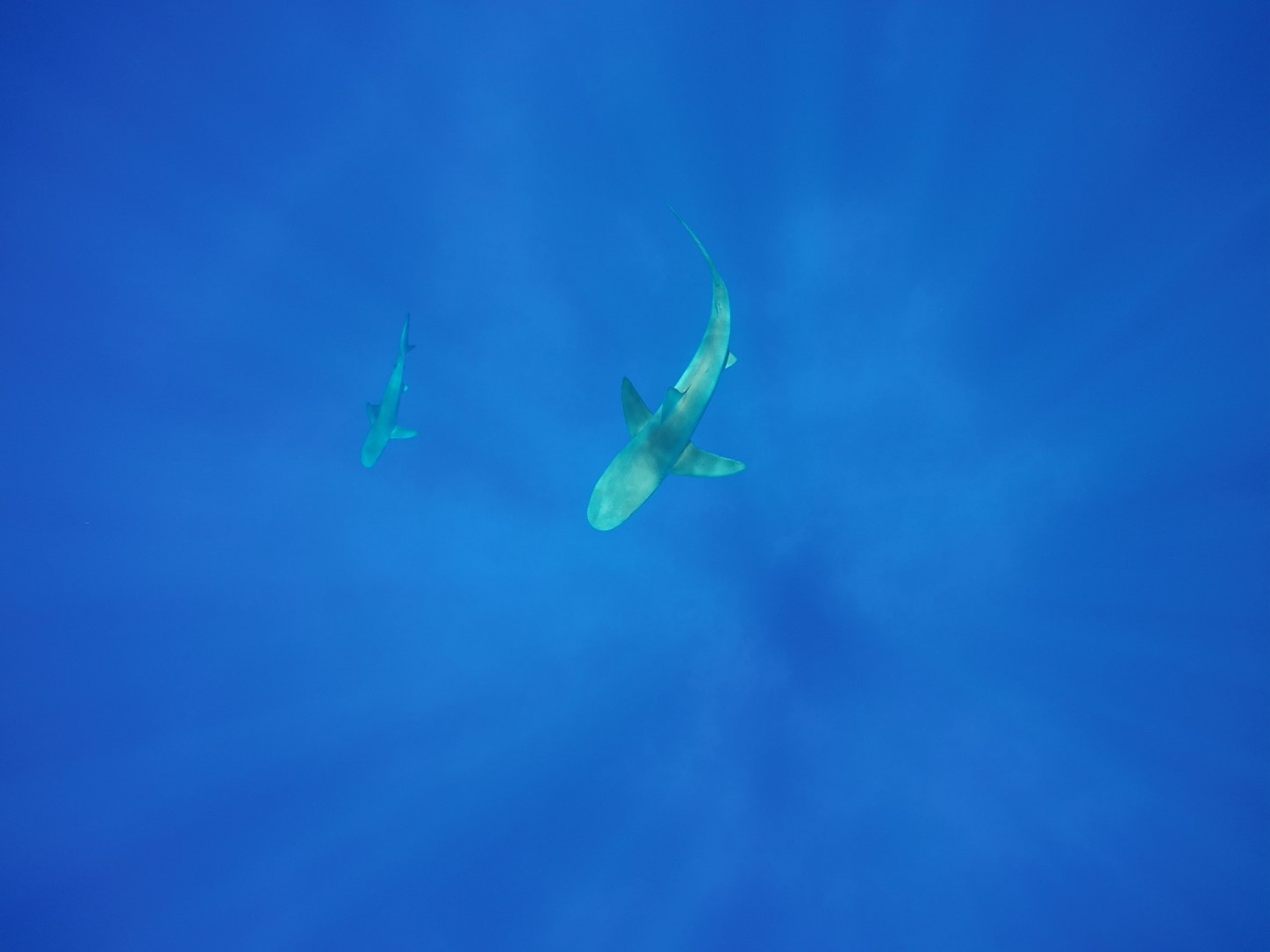 Galapagos Shark