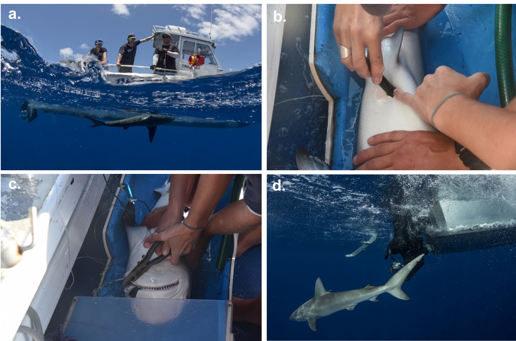 Galapagos Shark Tagging