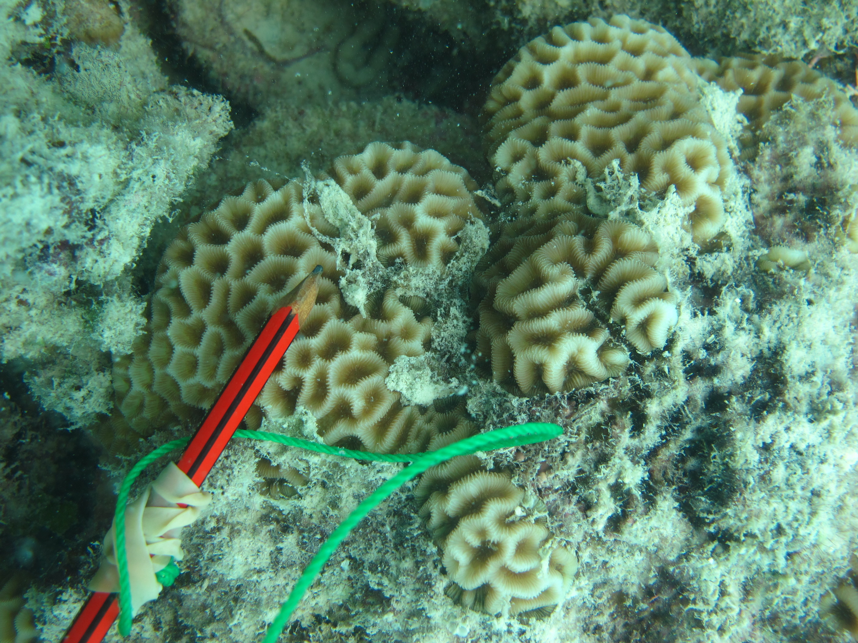 Goniastrea pectinata