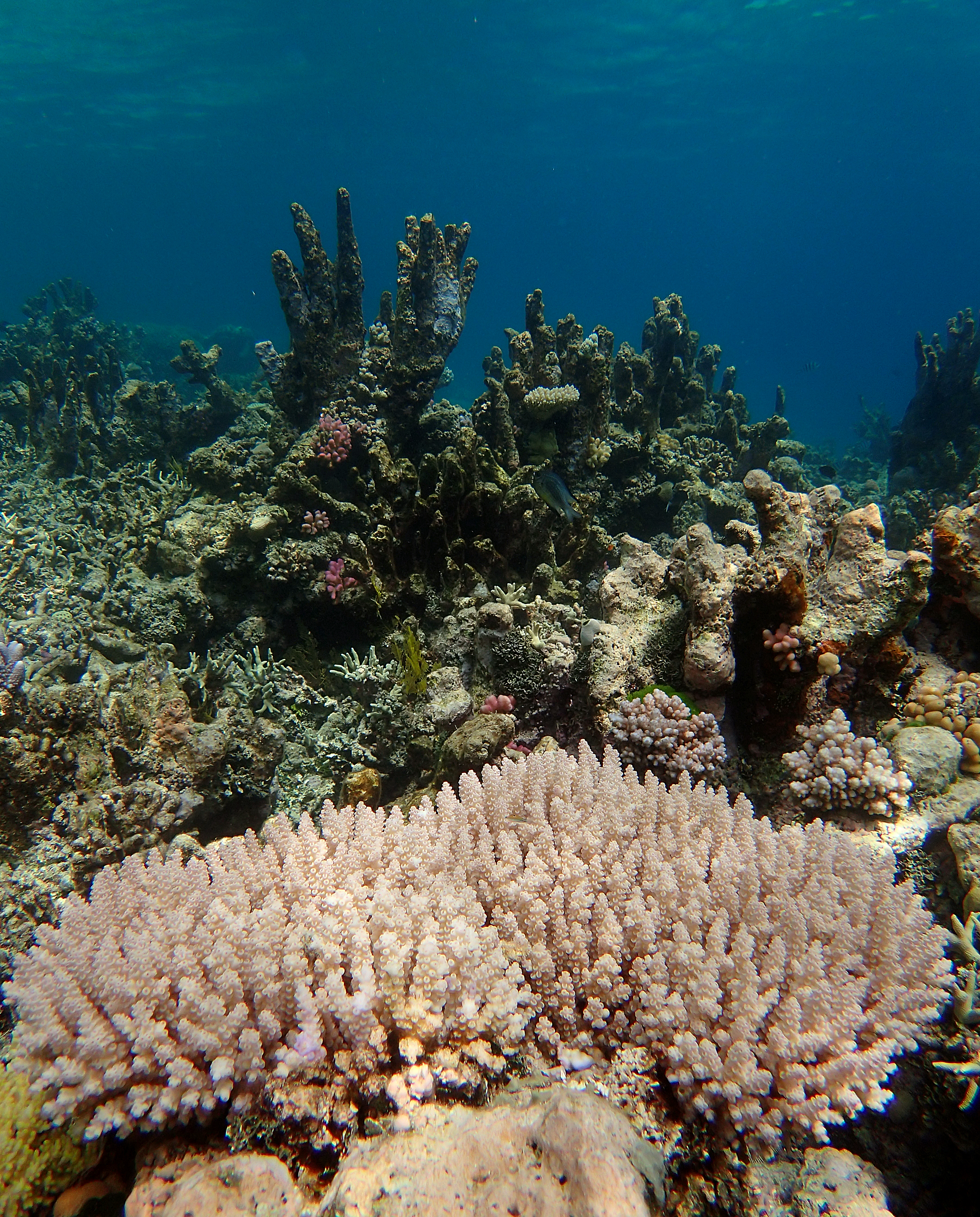Far North field work finds surviving corals
