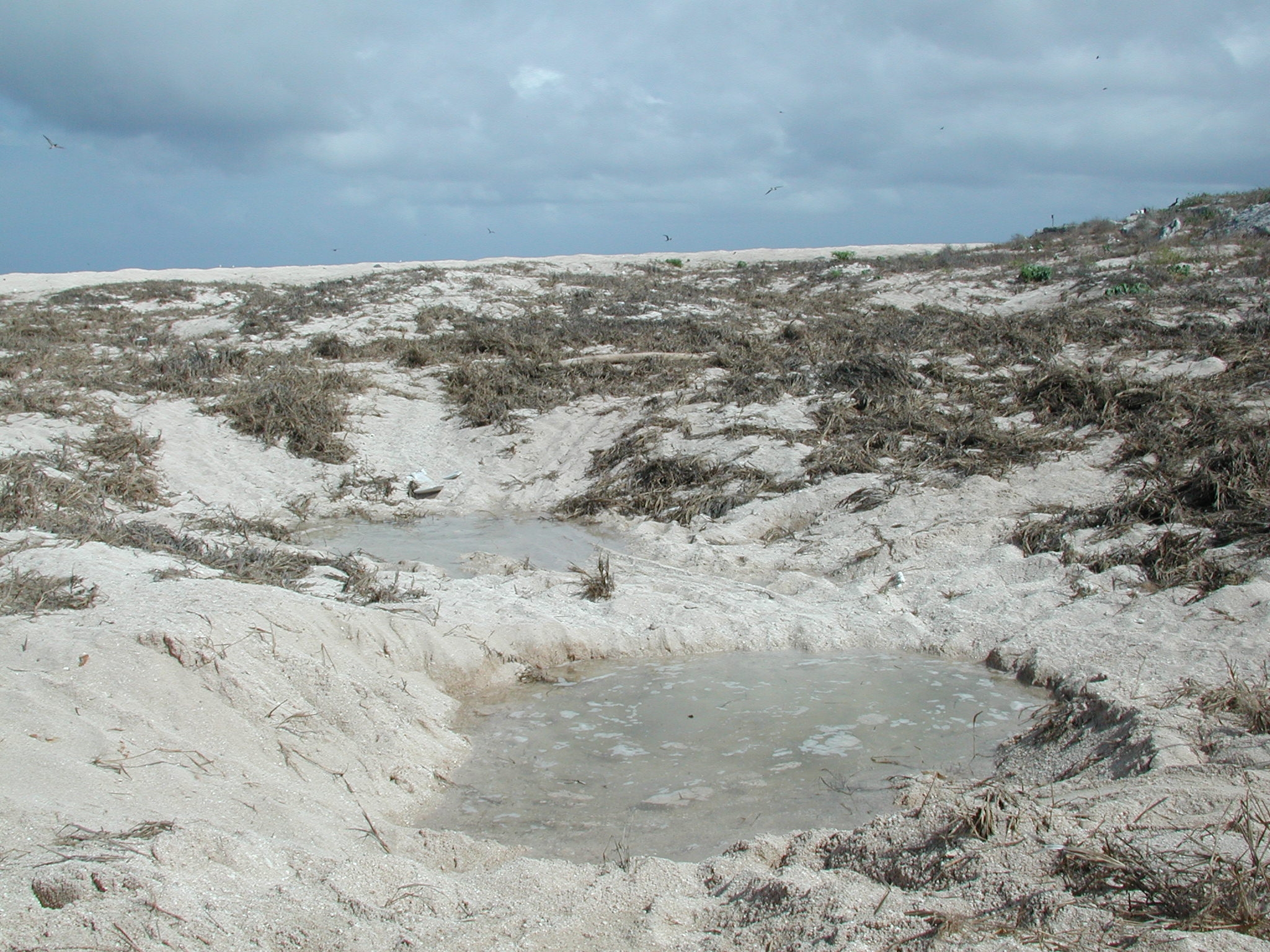 Rising ground water Raine Island