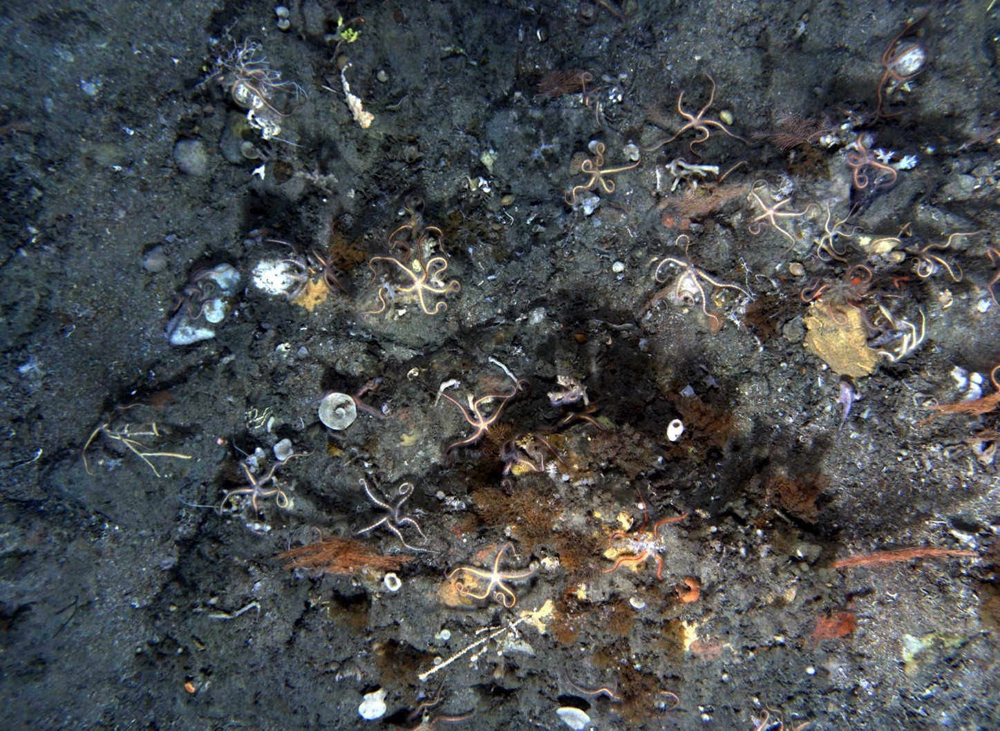 Example AUV image from the Tasman Fracture Marine Park National Park Zone showing brittle stars, bryozoans, sea fans, and sponges. There is also a handfish somewhere in there – can you spot it?