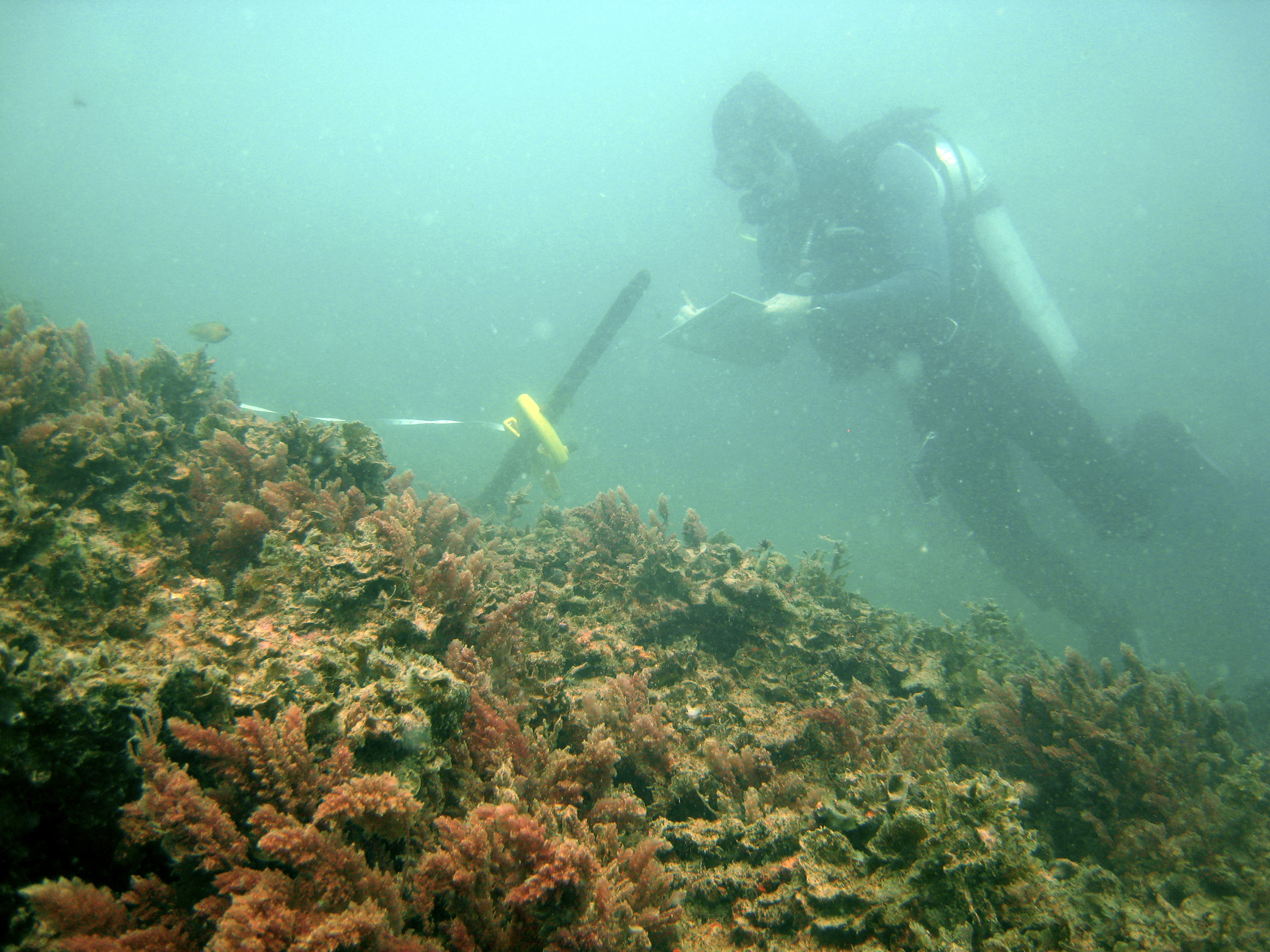 Havanna GBR IMG 6990