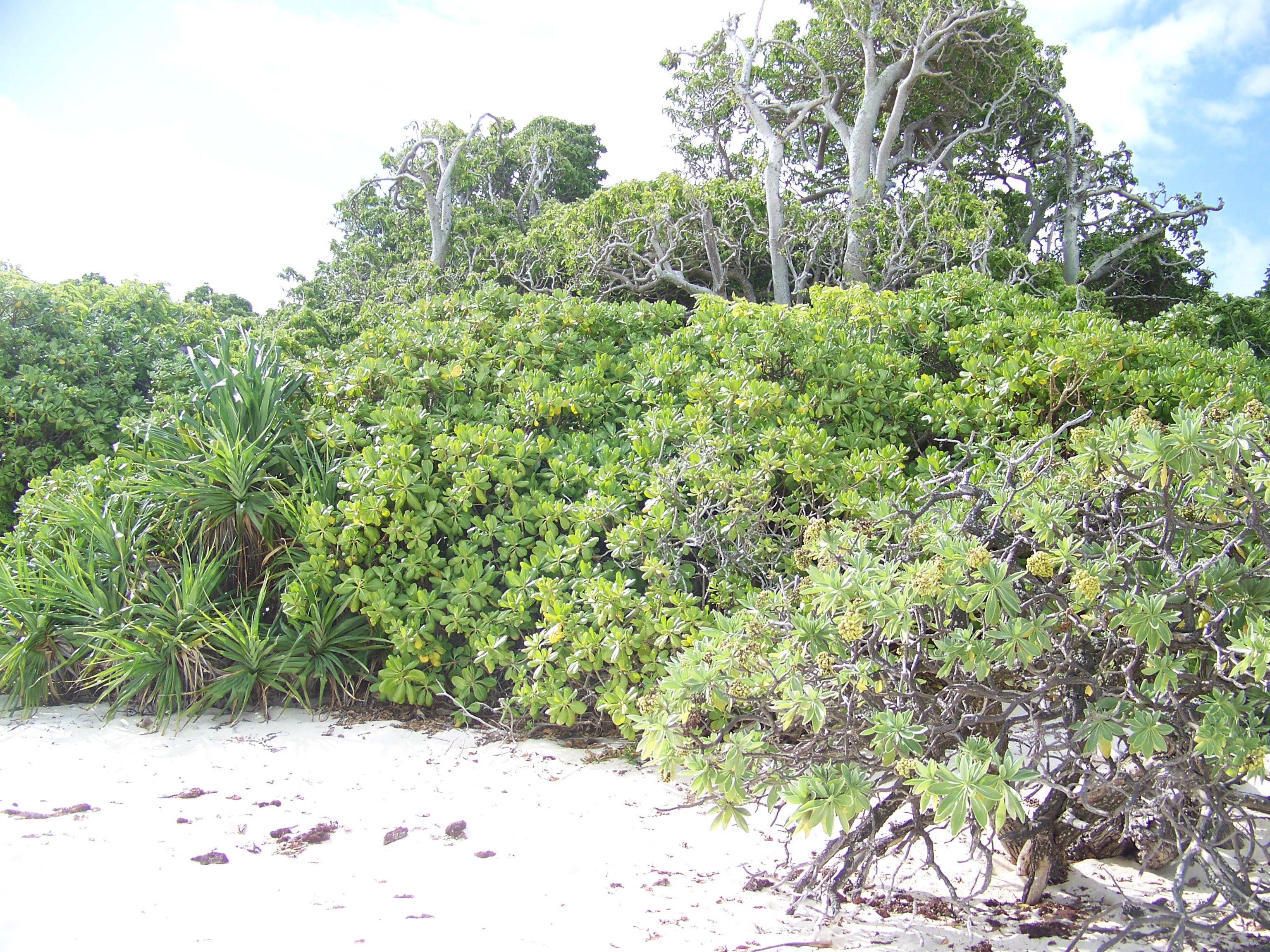 Typical coral cay vegetation on Heron island