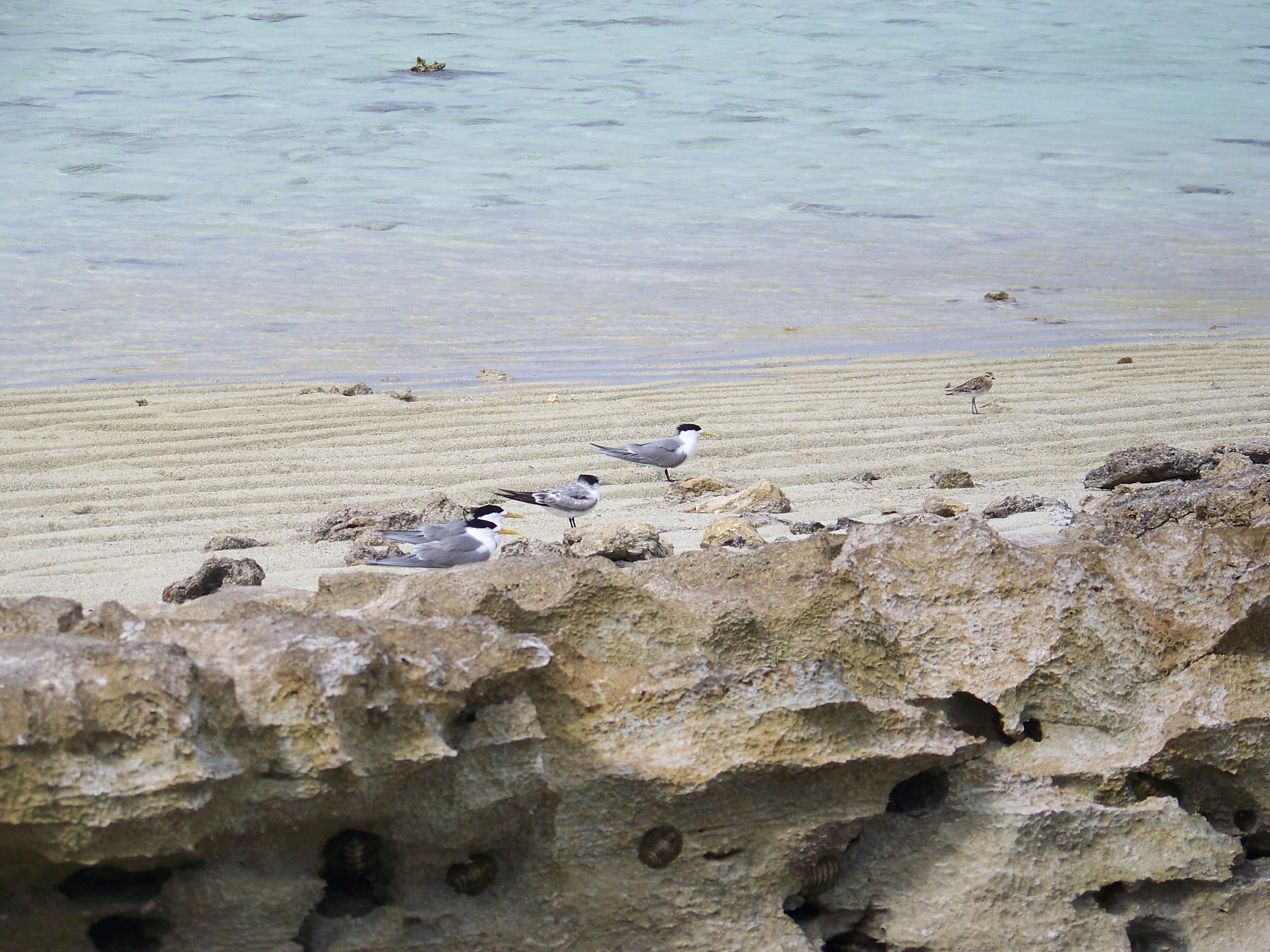 Terns on Heron Island