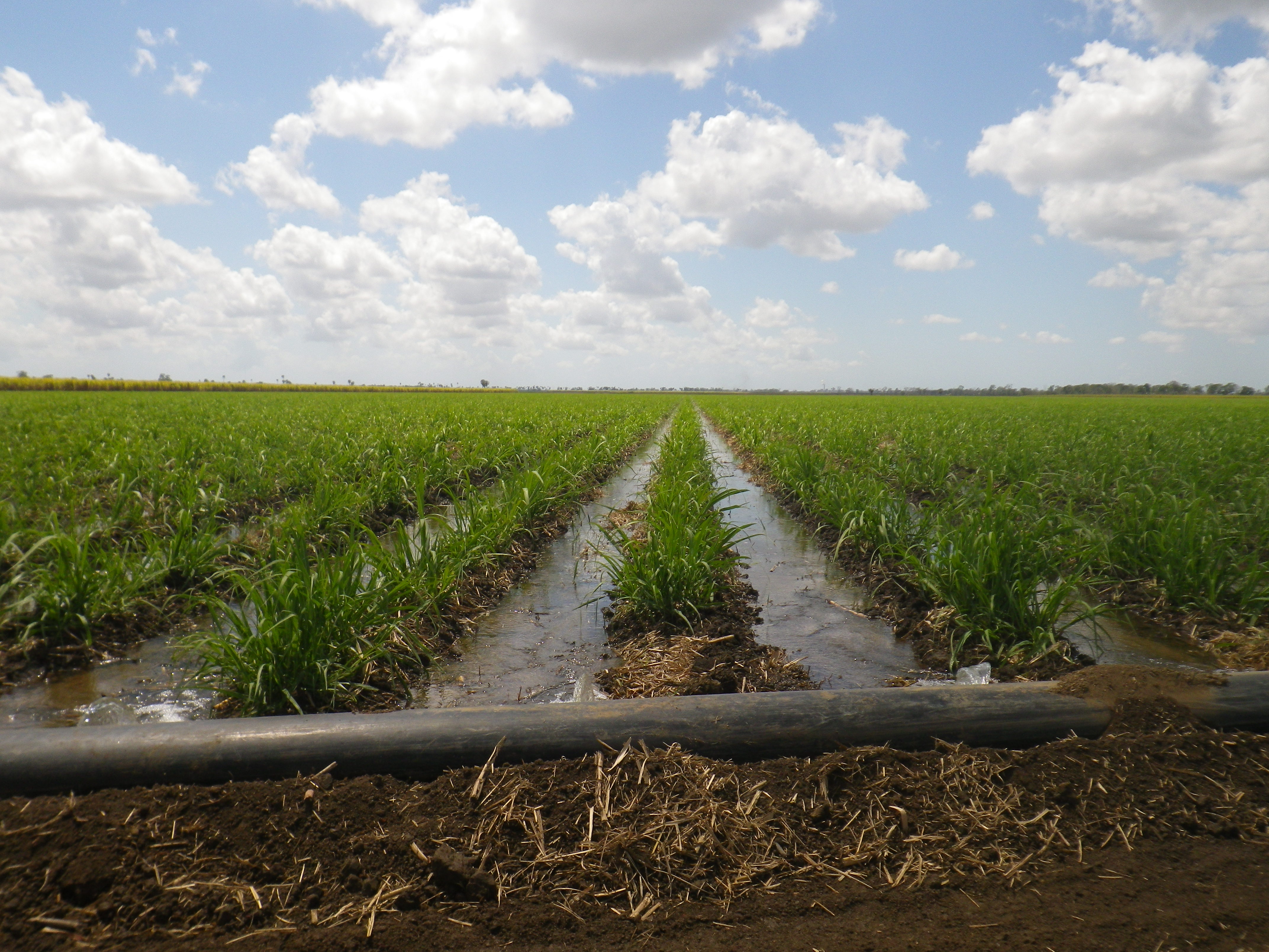 Flooding cane field, Burdekin