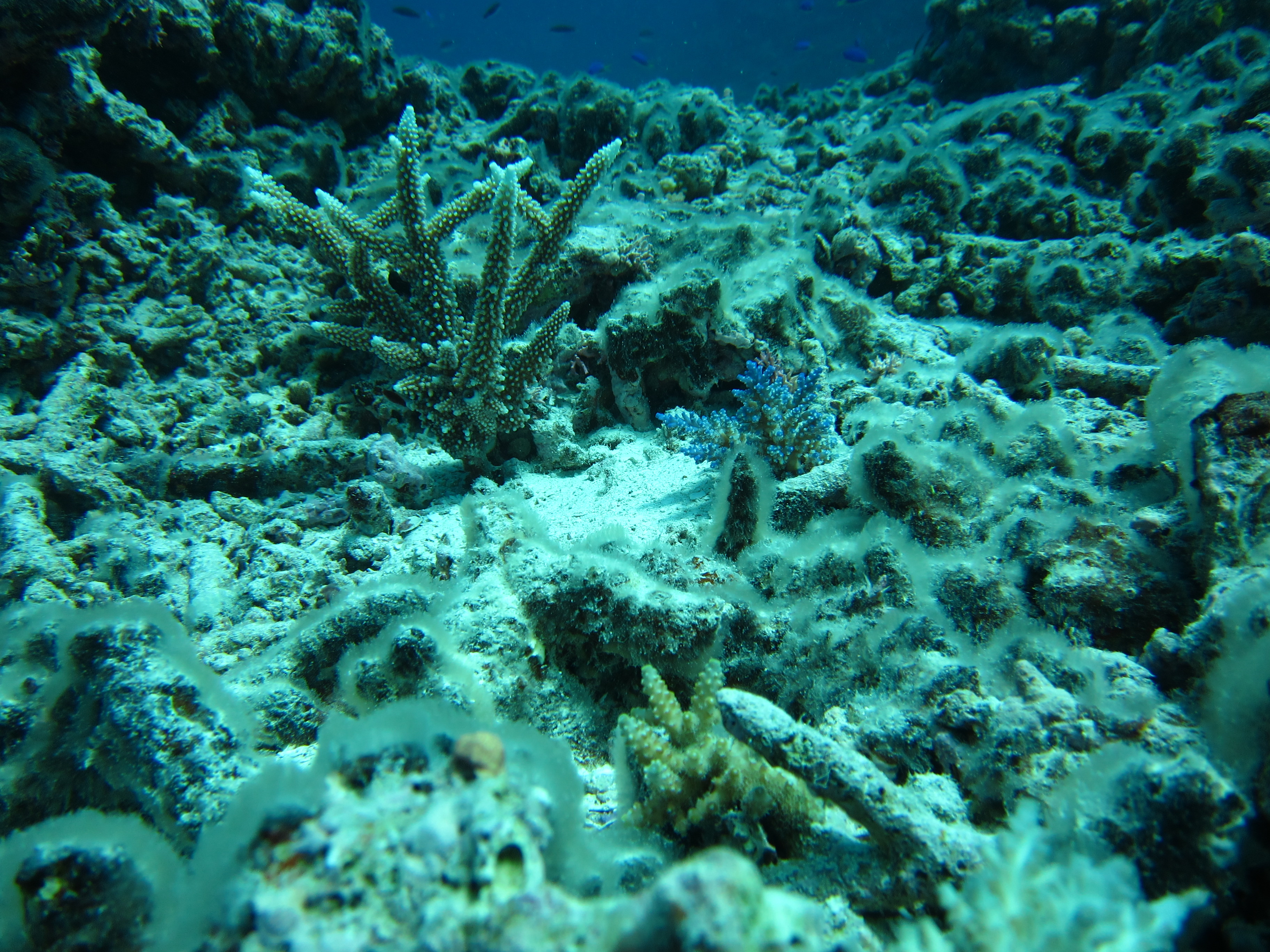 Coral recovering after Tropical Cyclone Hamish