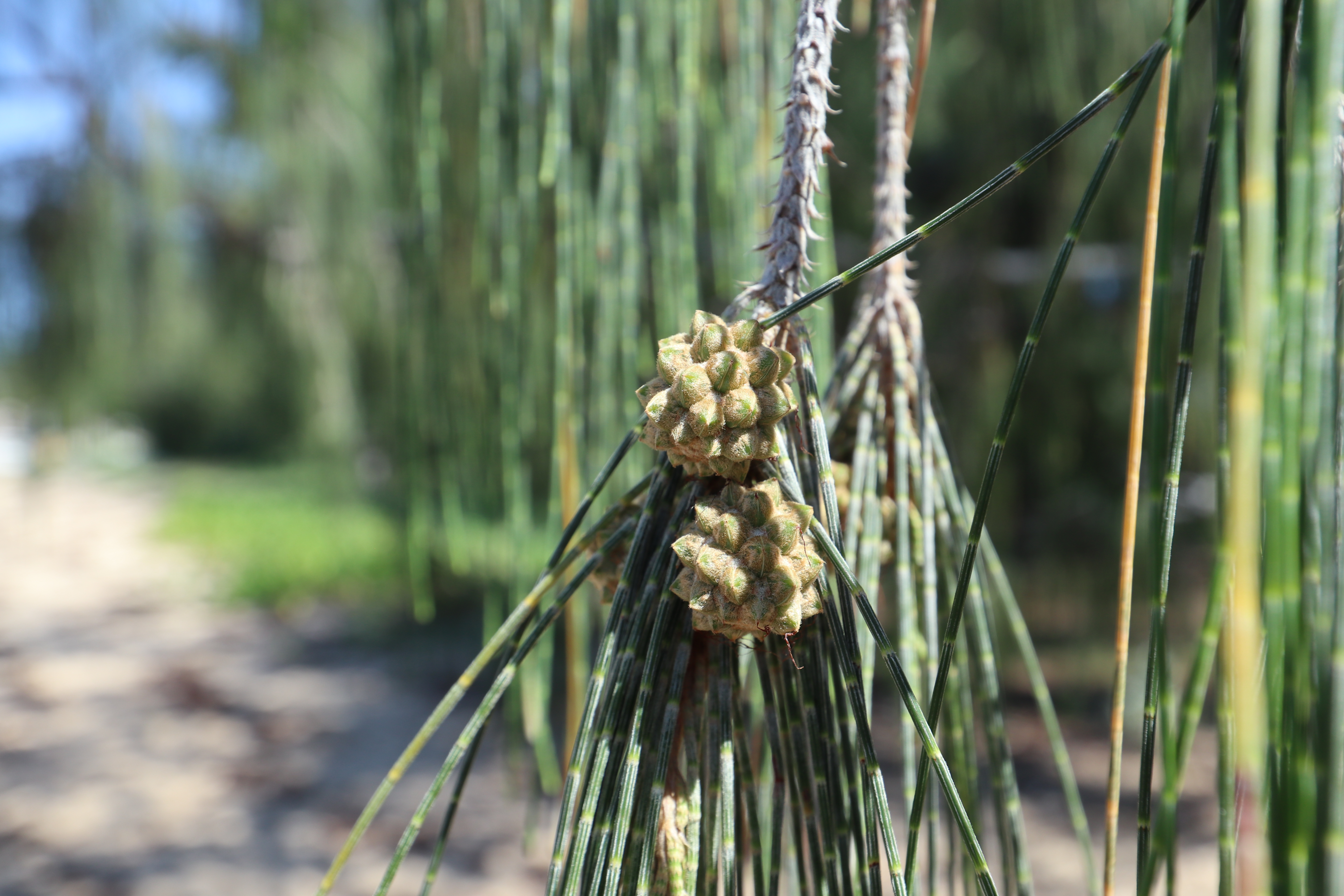 Close up coastal she-oaks seed pod