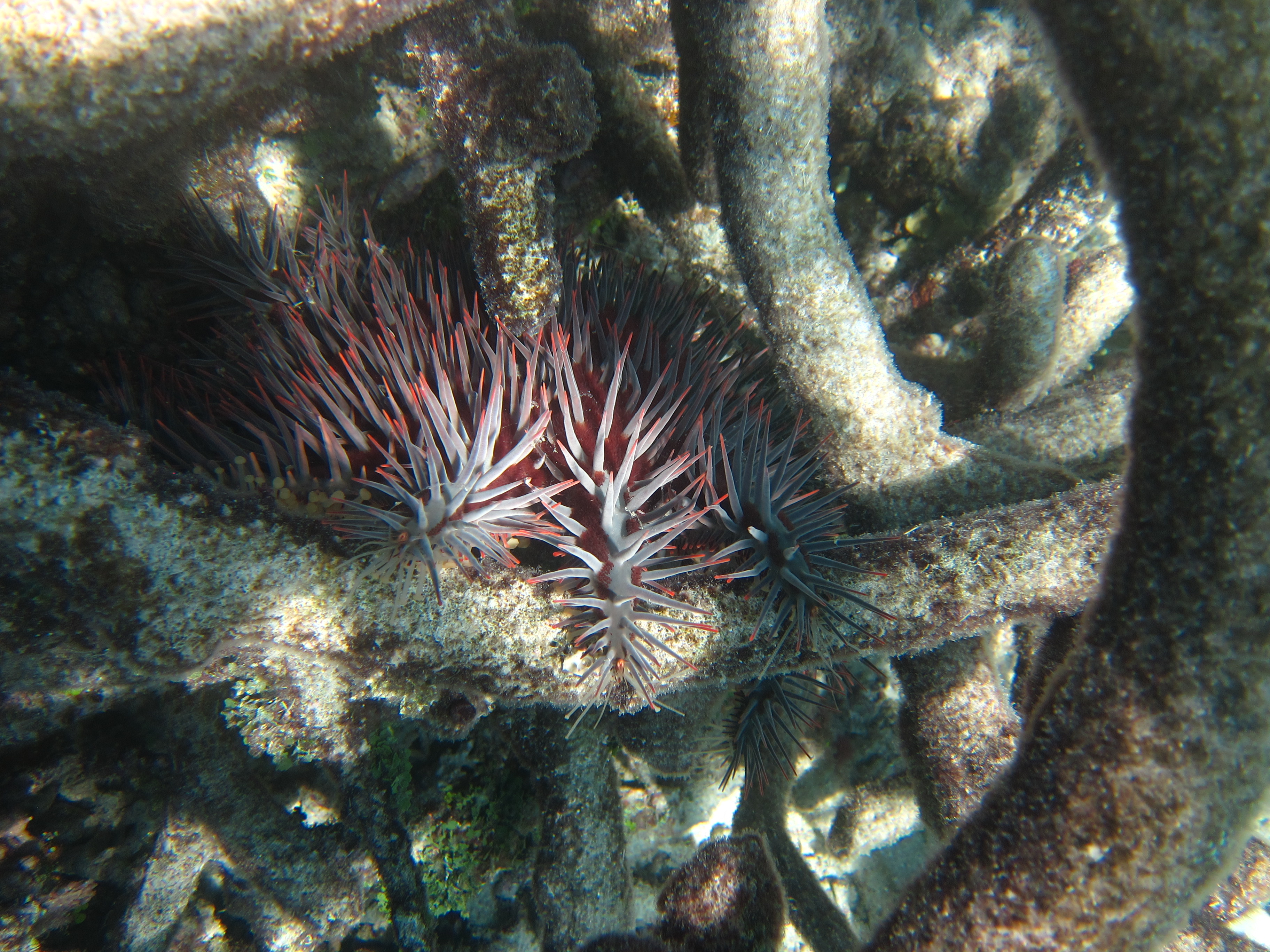 Concealed crown-of-thorns starfish