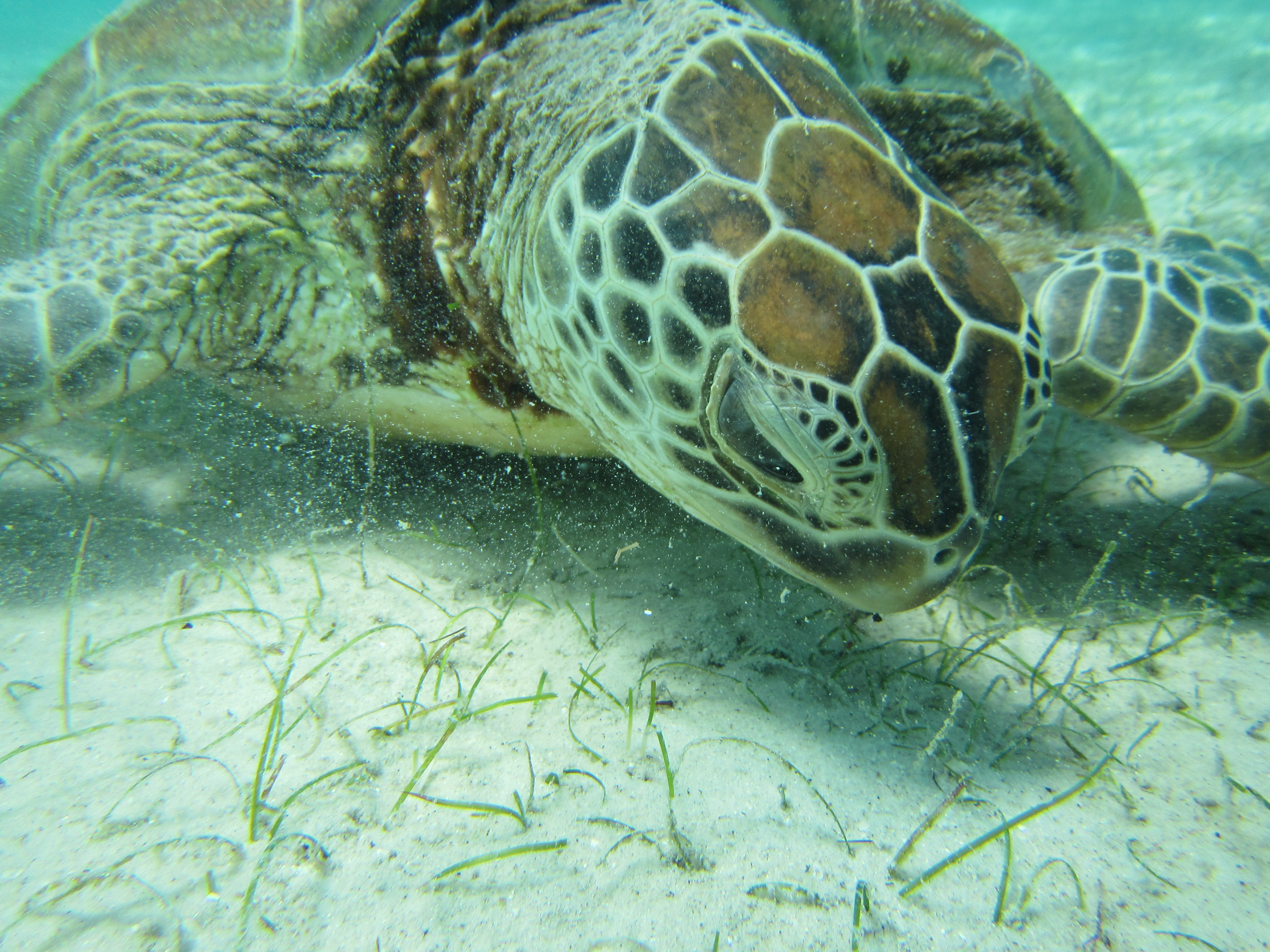 Green turtle grazing on seagrass