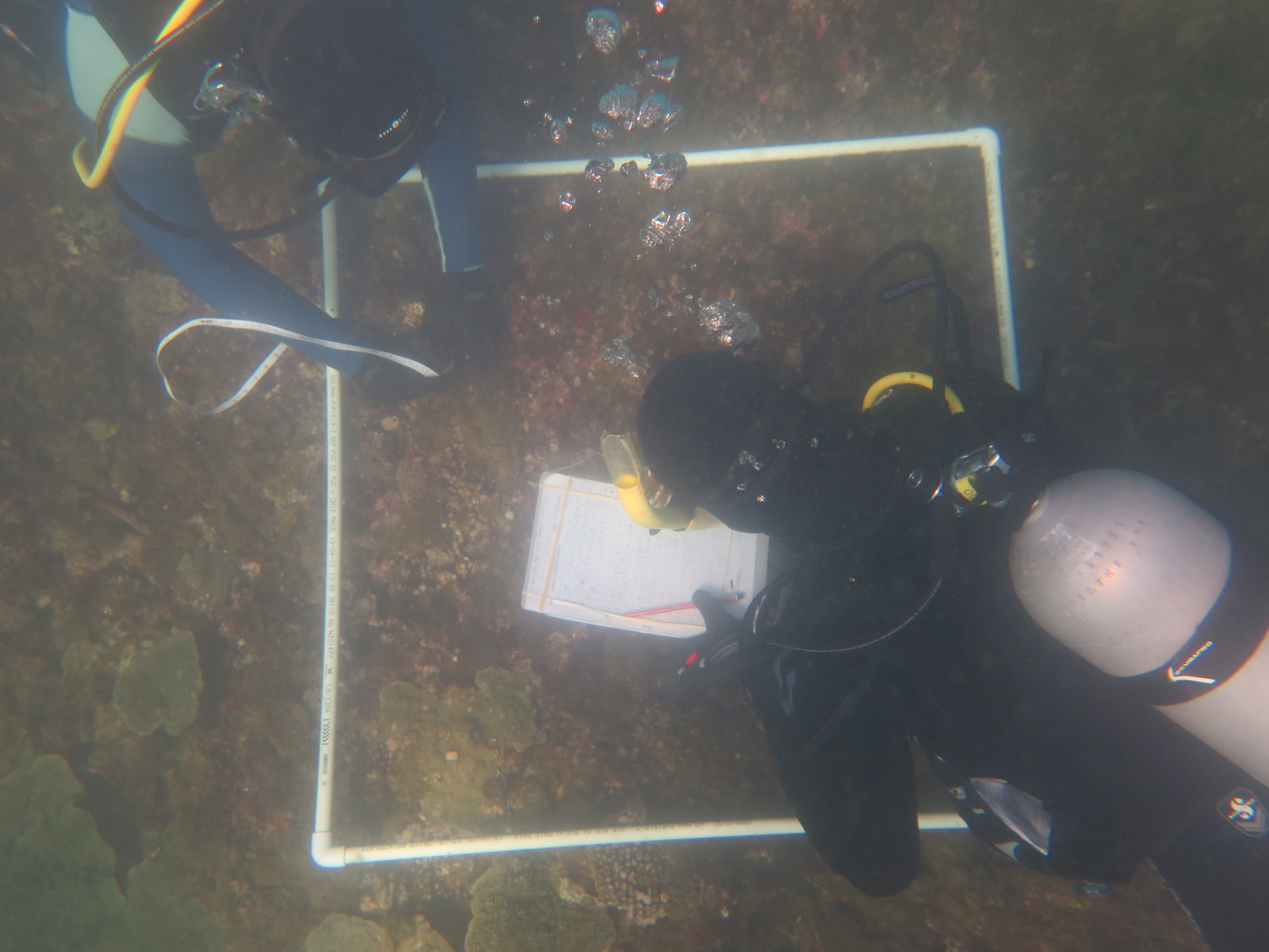 Benthic surveys during a coral  restoration experiment at Magnetic Island