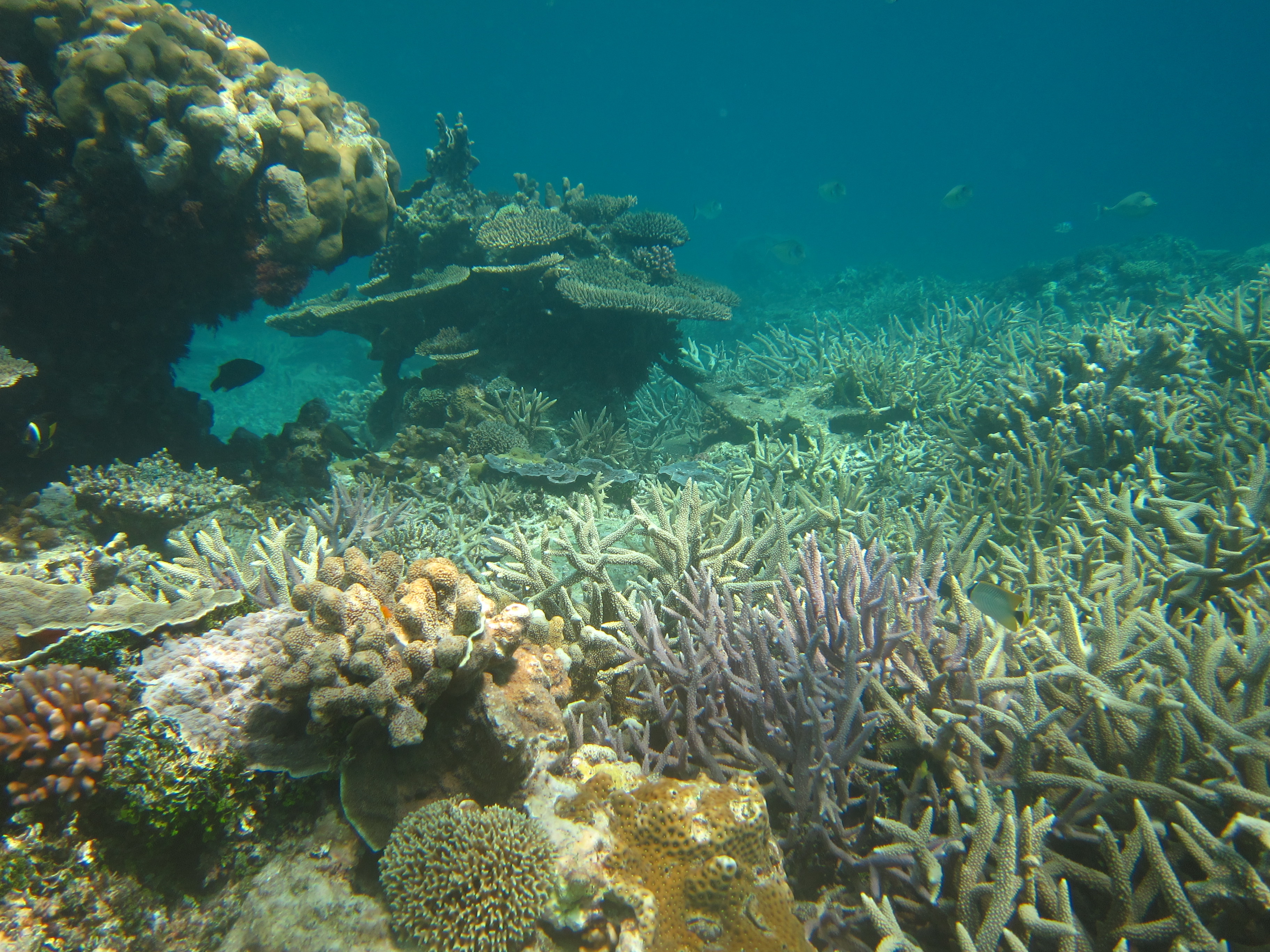 Prolifering branching corals at Broomfield Reef
