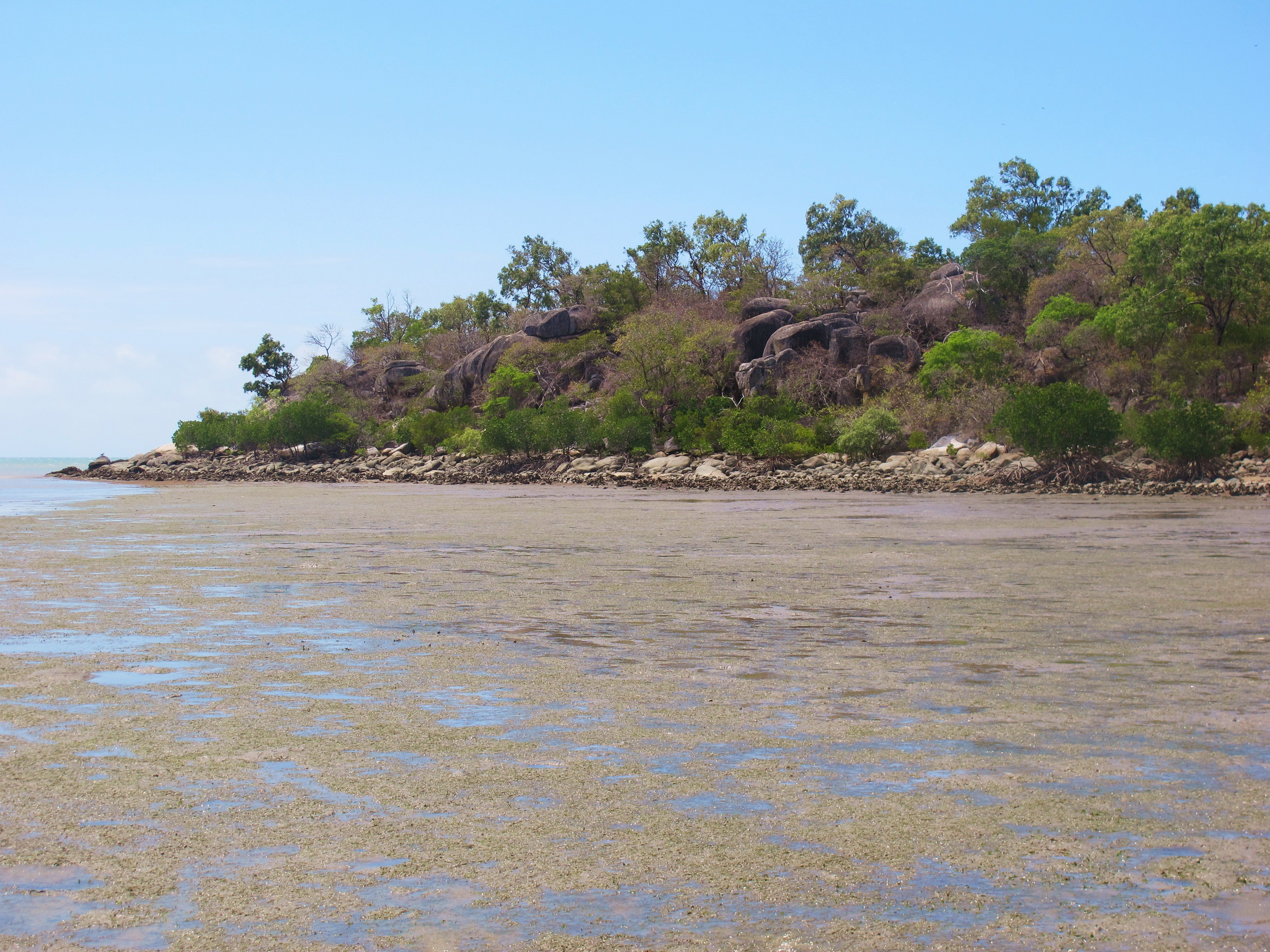 Intertidal seagrass