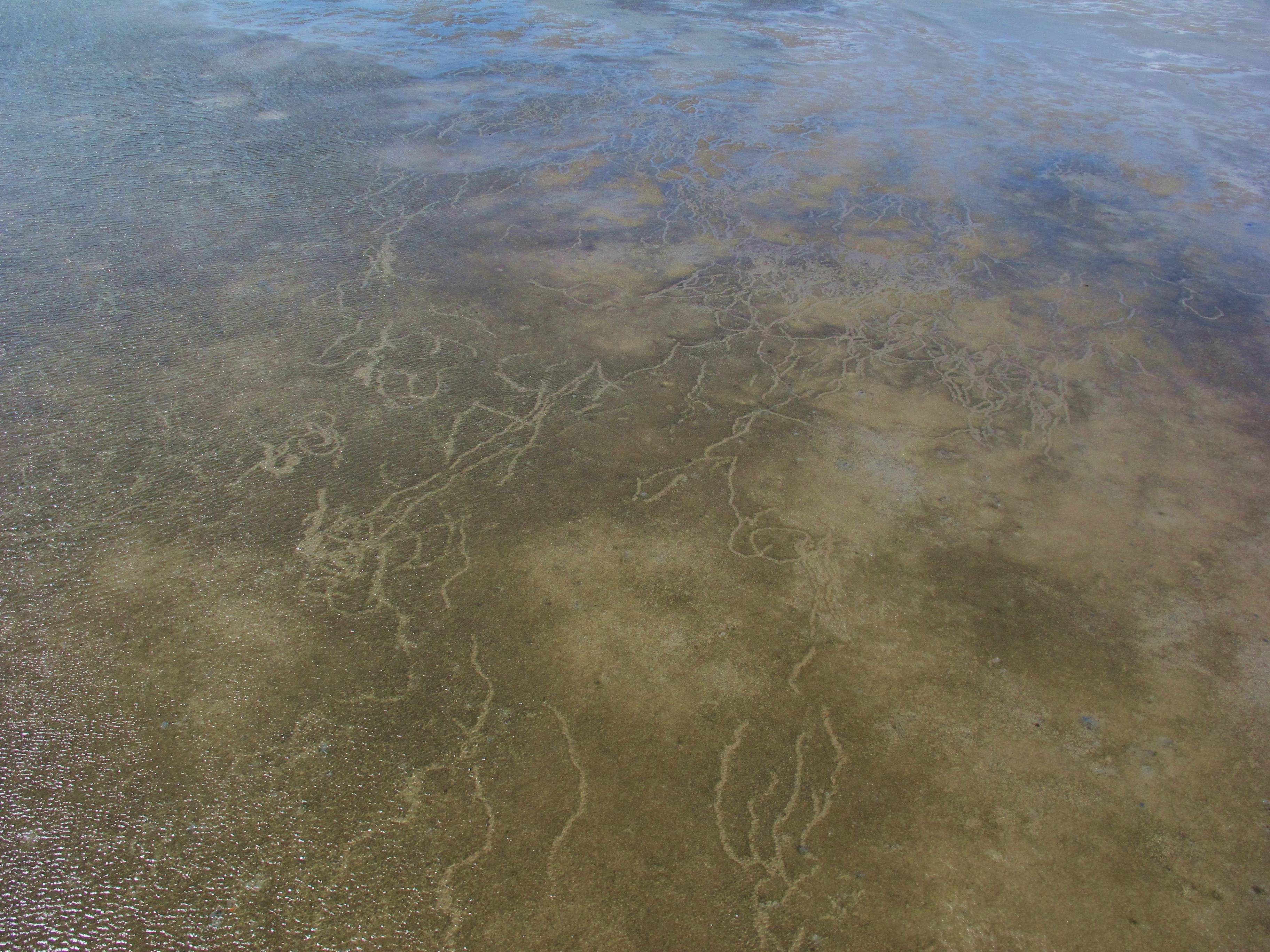 Dugng feeding trails