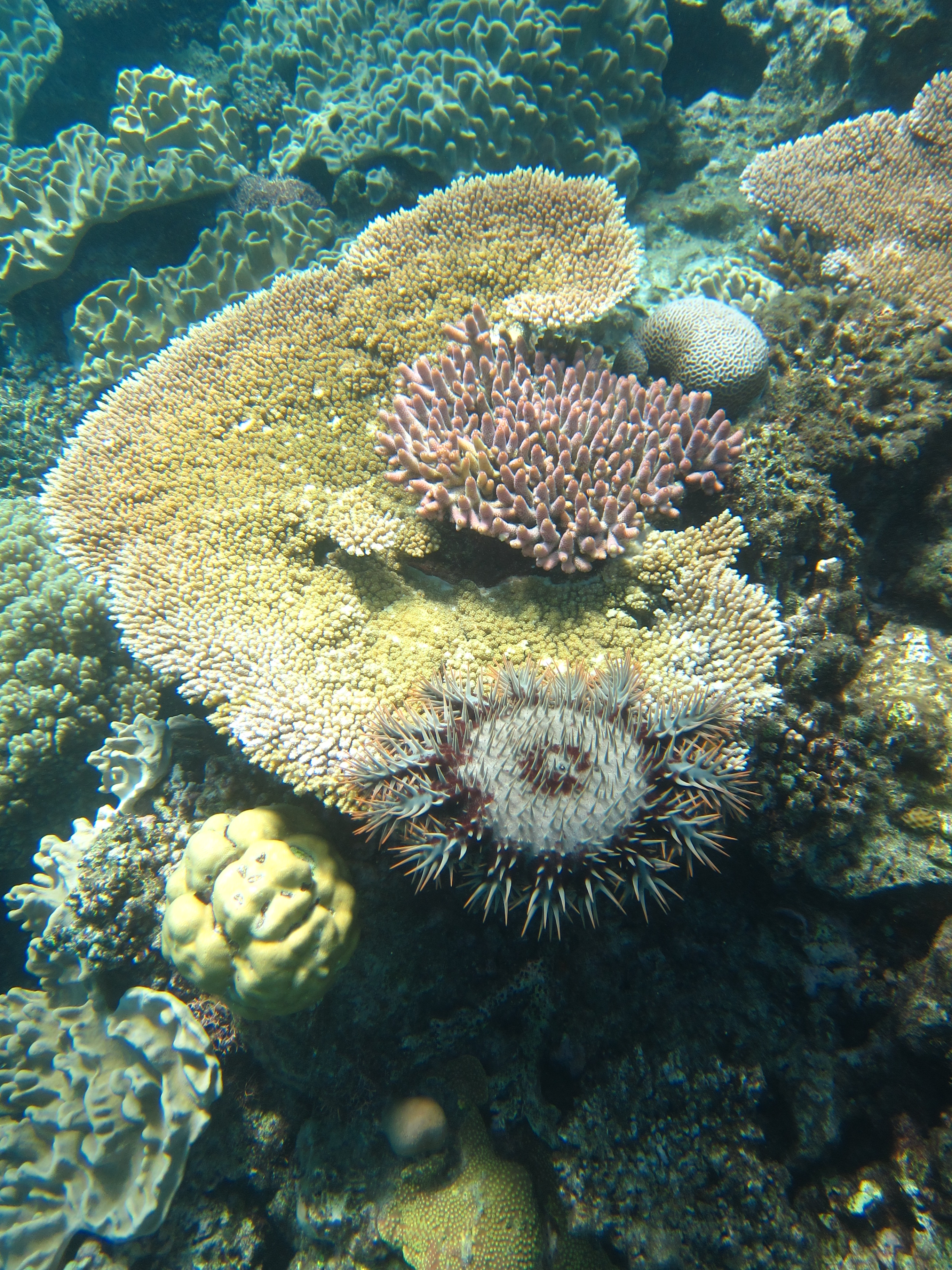 Crown-of-thorns starfish eating