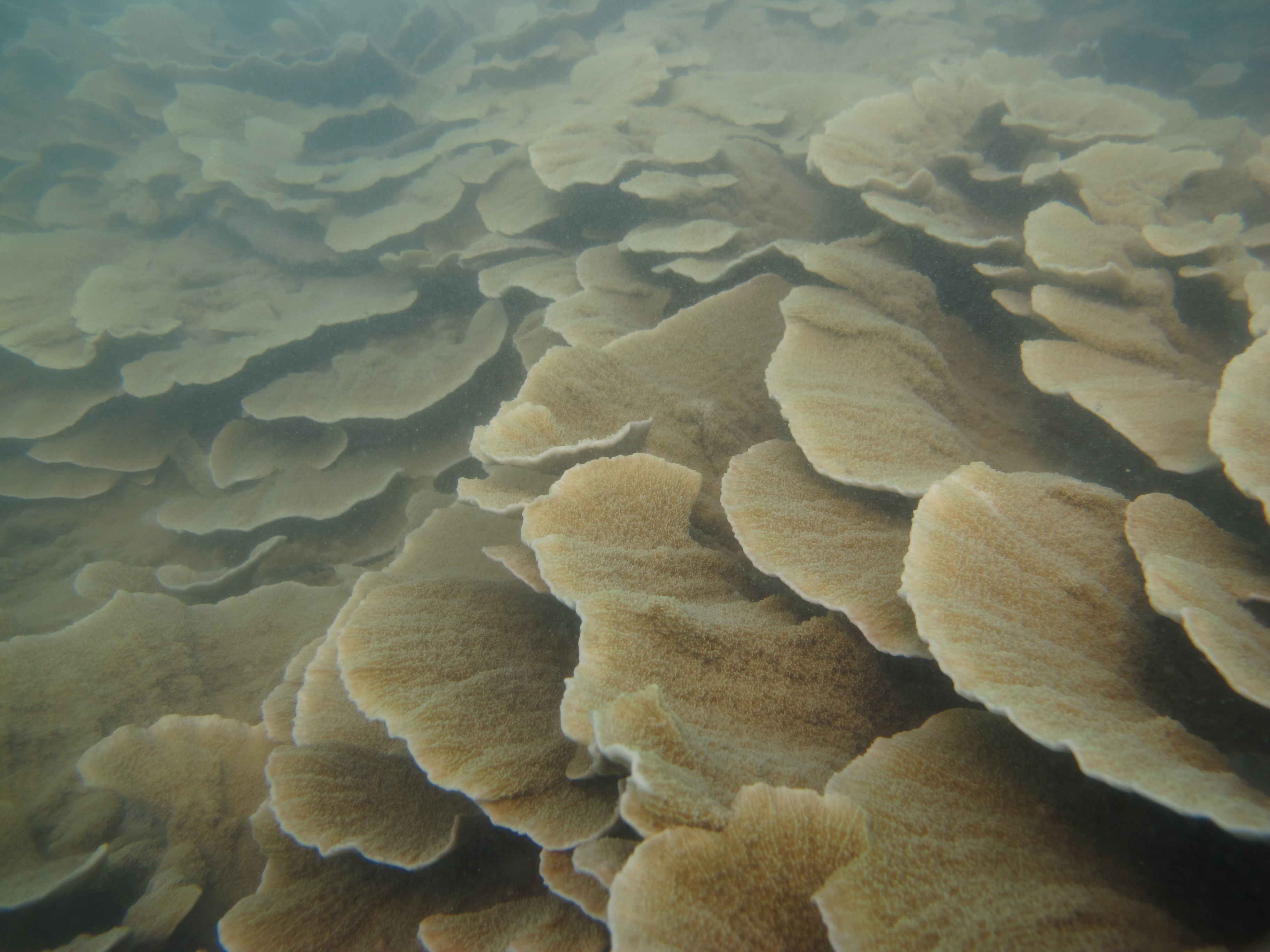 Madge Reef - Coral