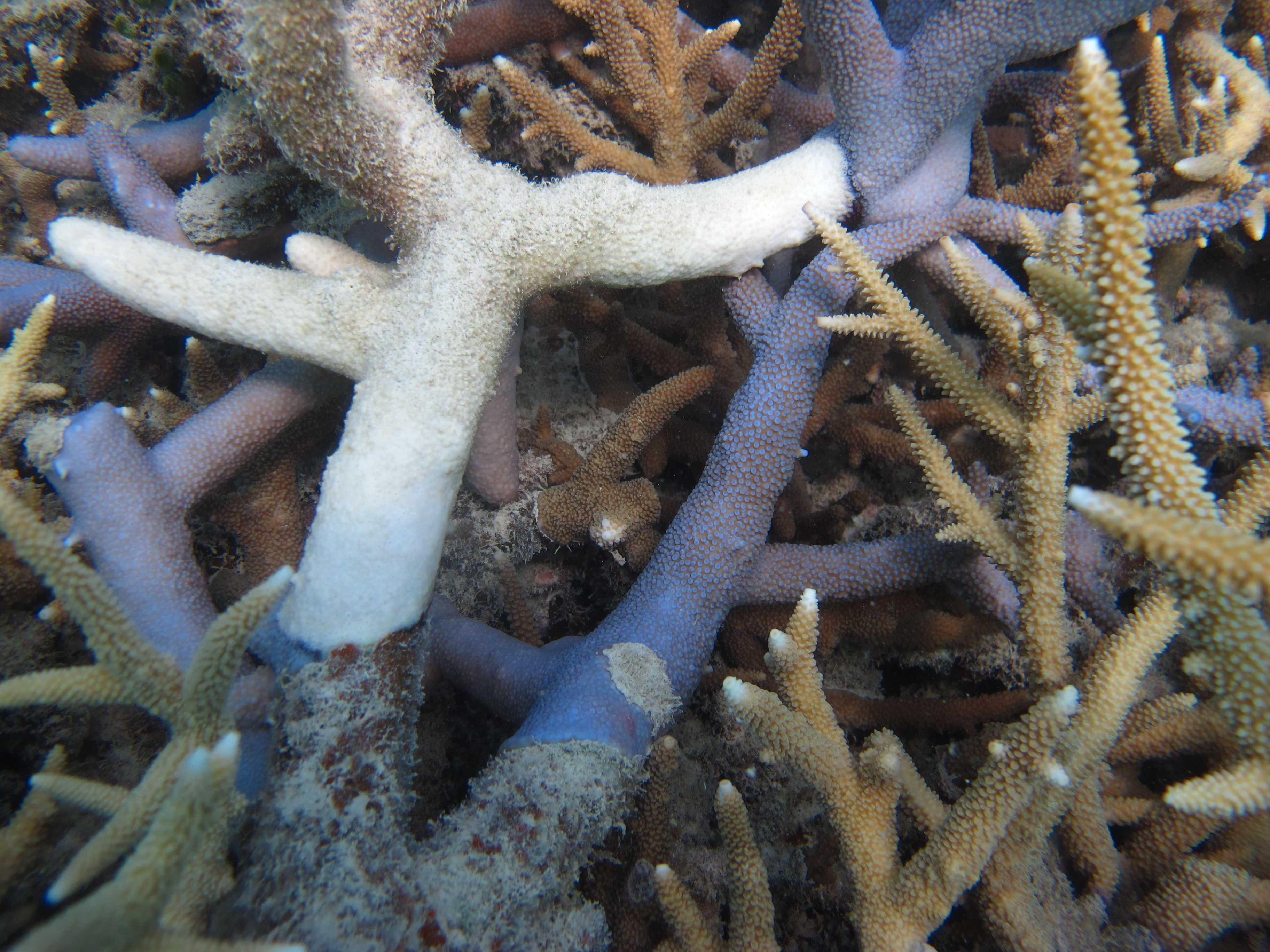 Warraber Reef - Coral black band disease