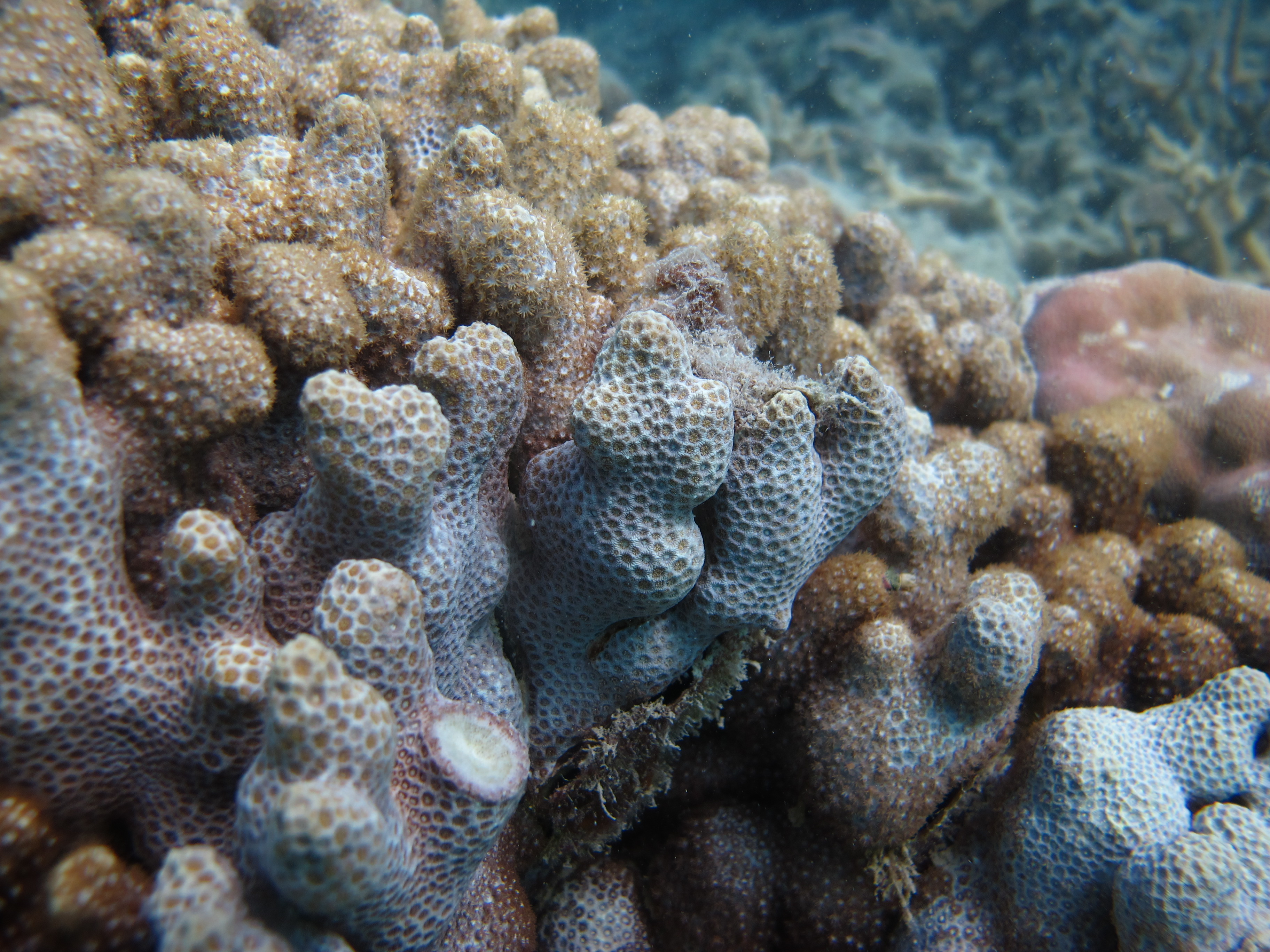 Warraber Island - Madracis kirbyi coral