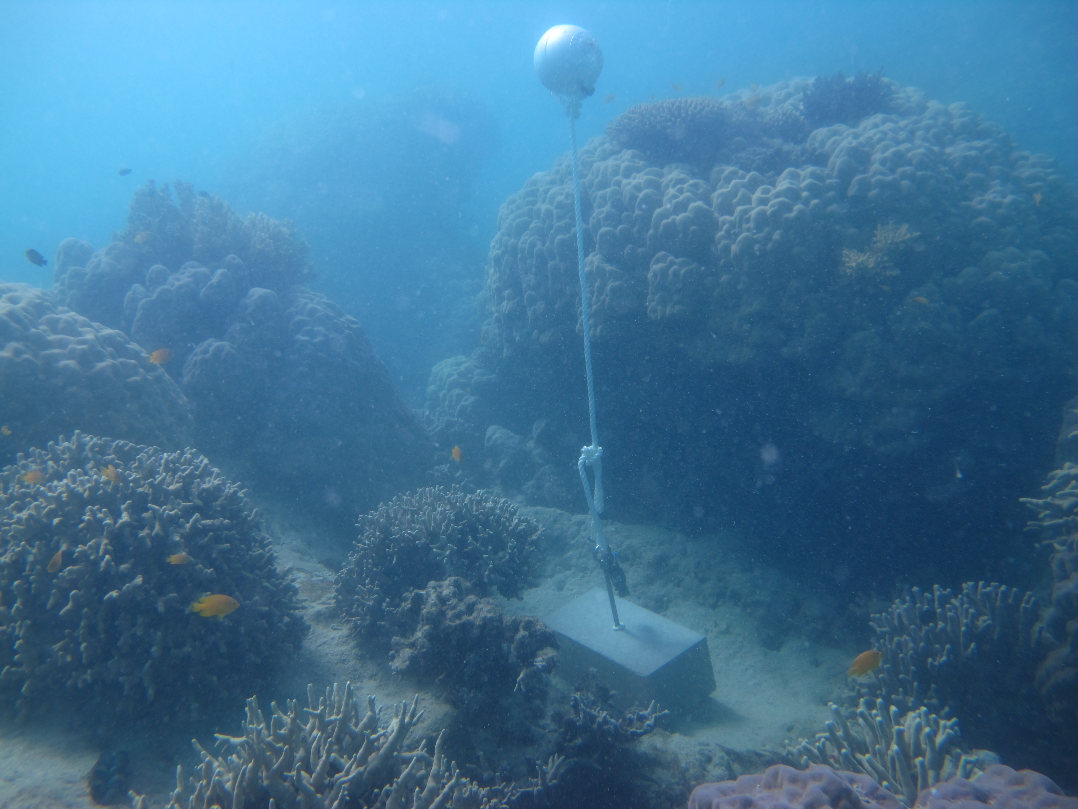 Woiz Reef