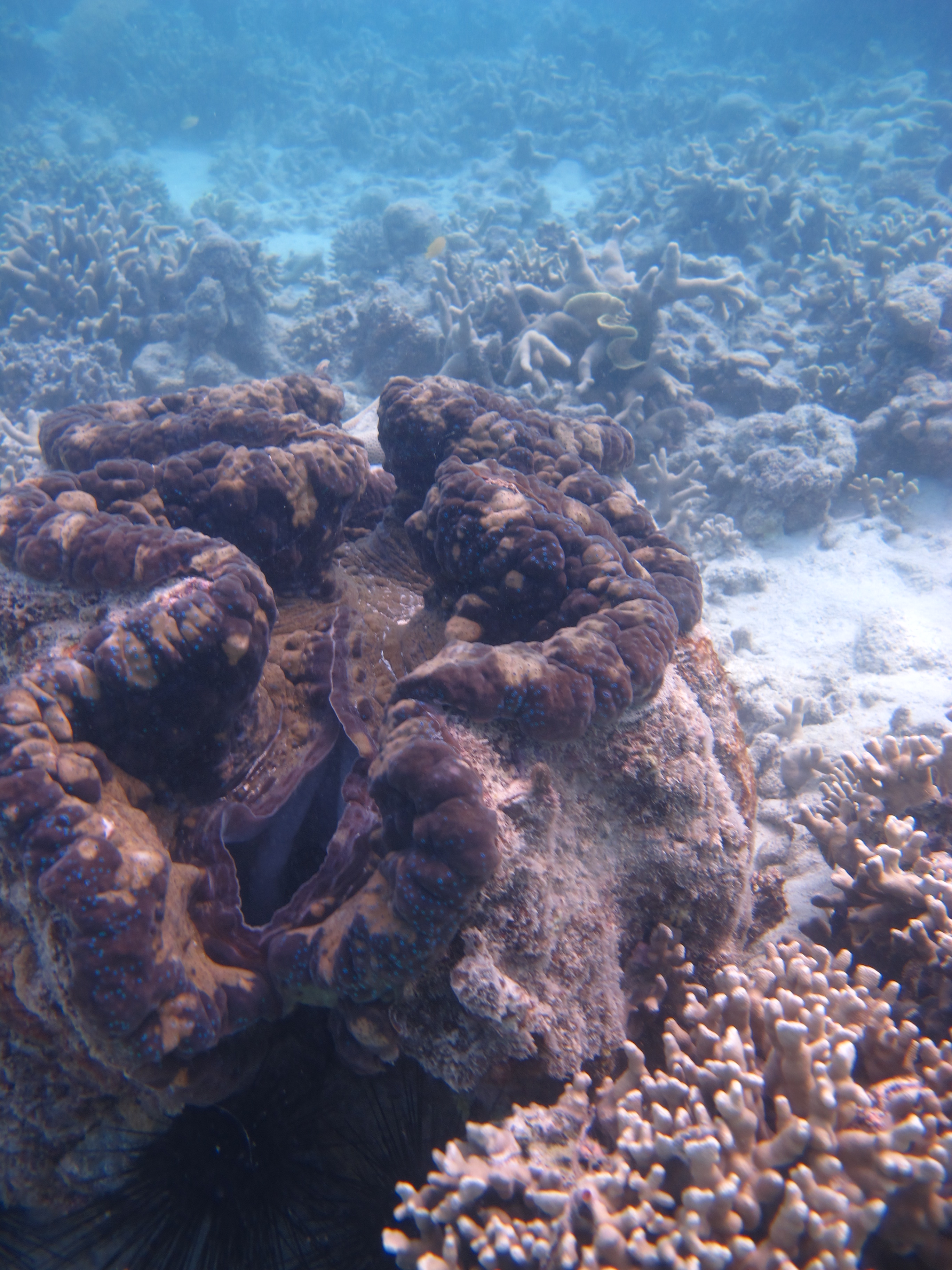Woiz Reef - Giant Clam