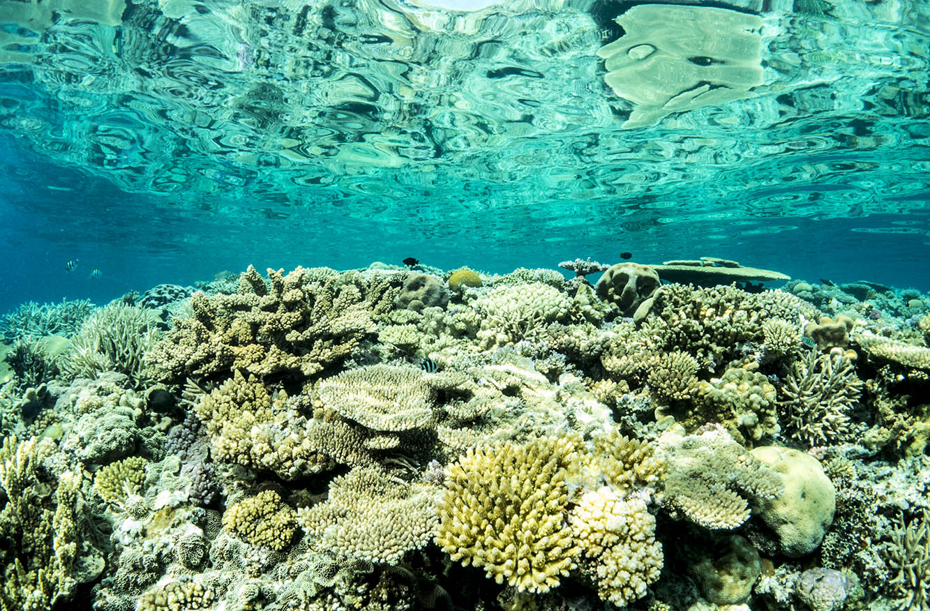 An Indo-Pacific reef with high coral cover