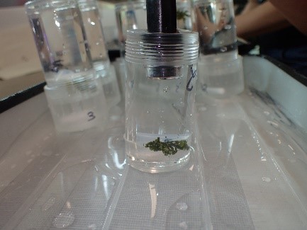 Measurement of oxygen production after light incubations.