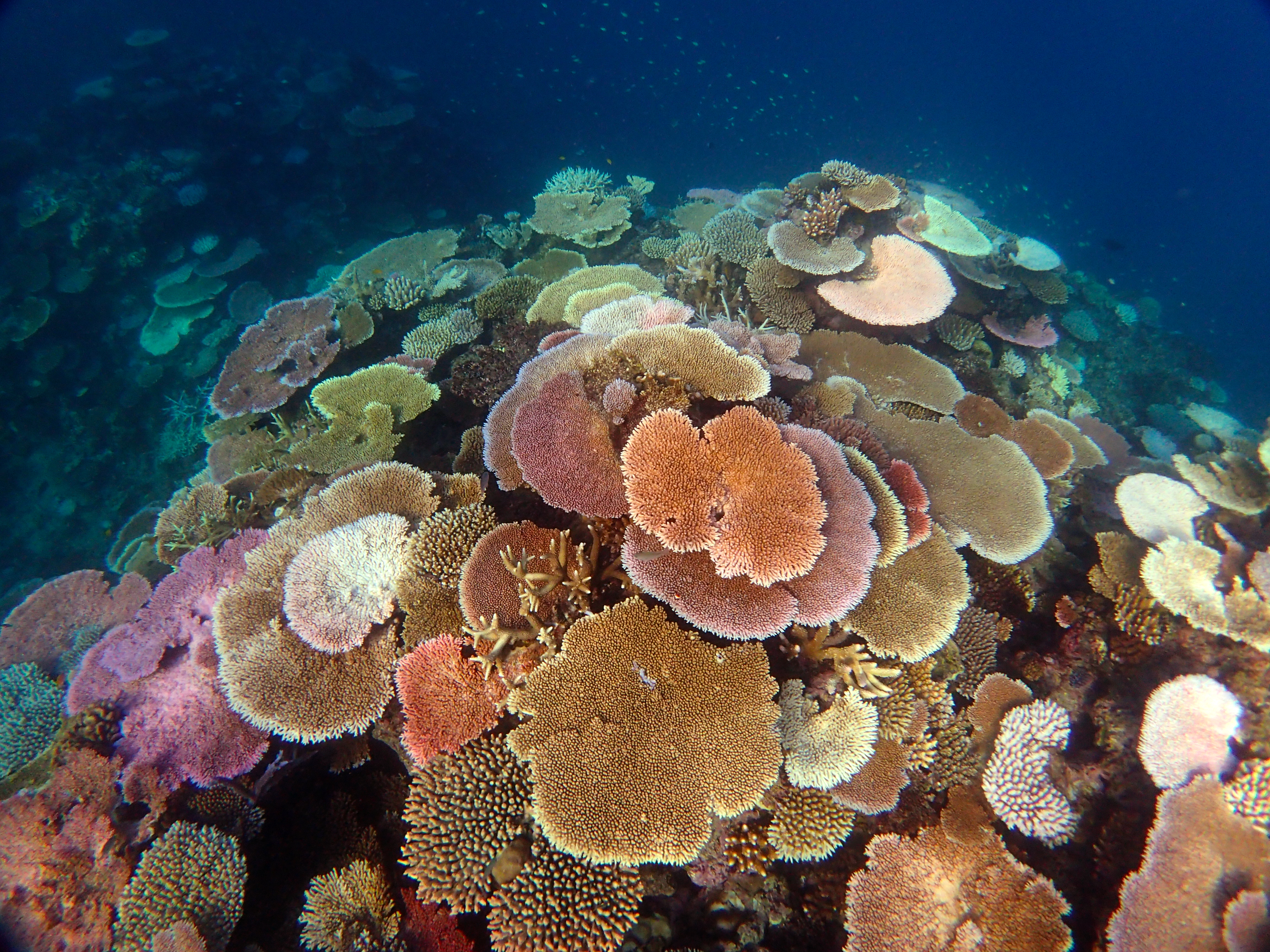 John Brewer Reef 2017 Moderate Bleaching
