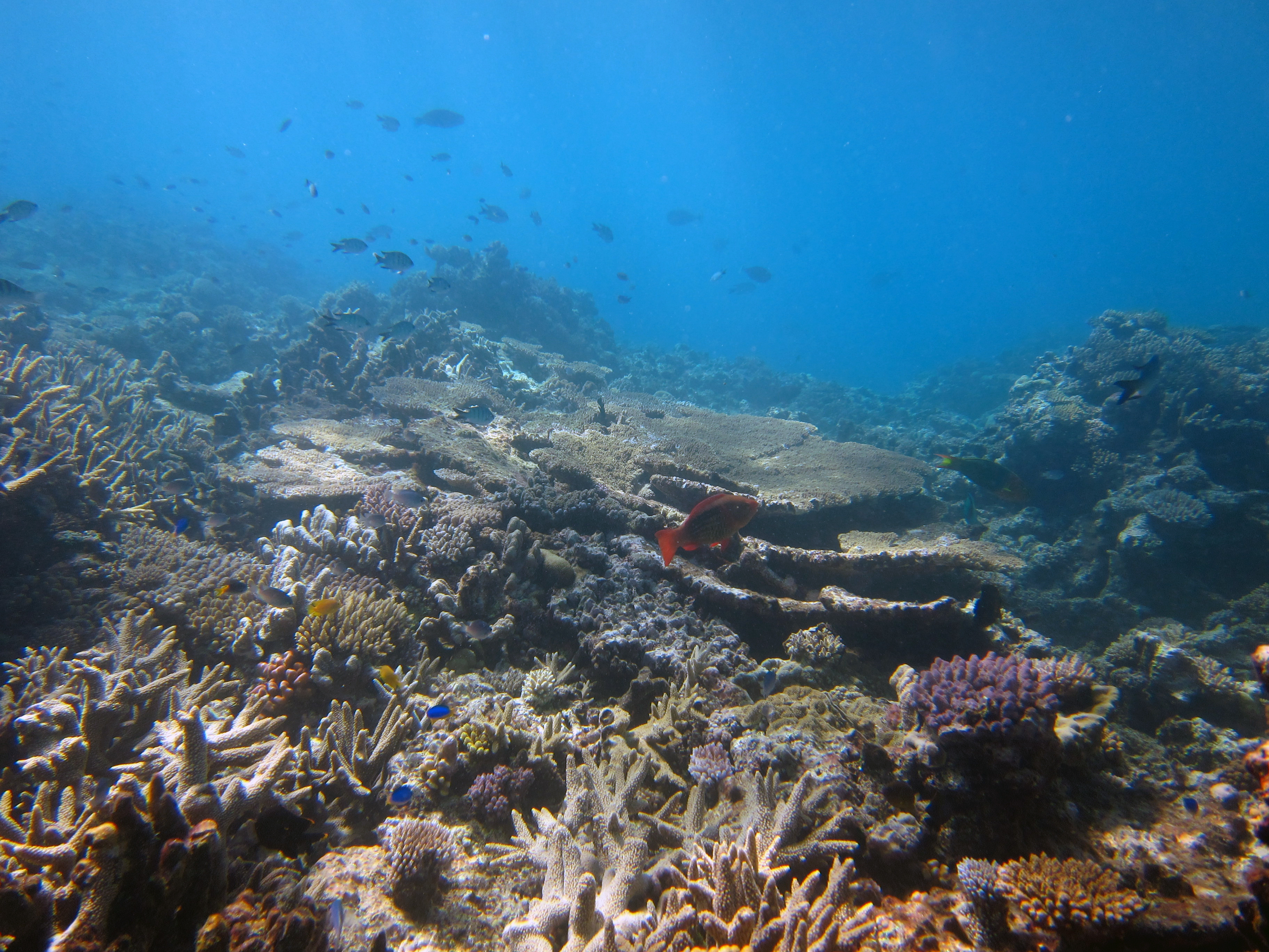 View of the upper reef slope showing a thriving coral community.