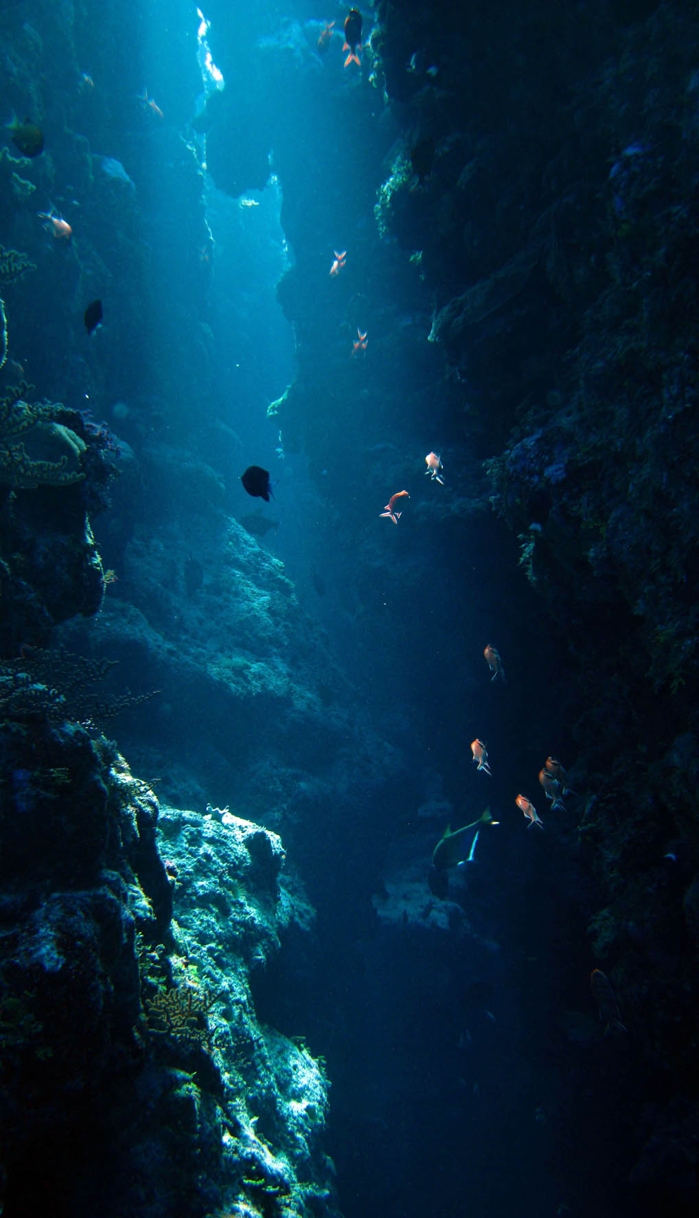 Coral sea canyon