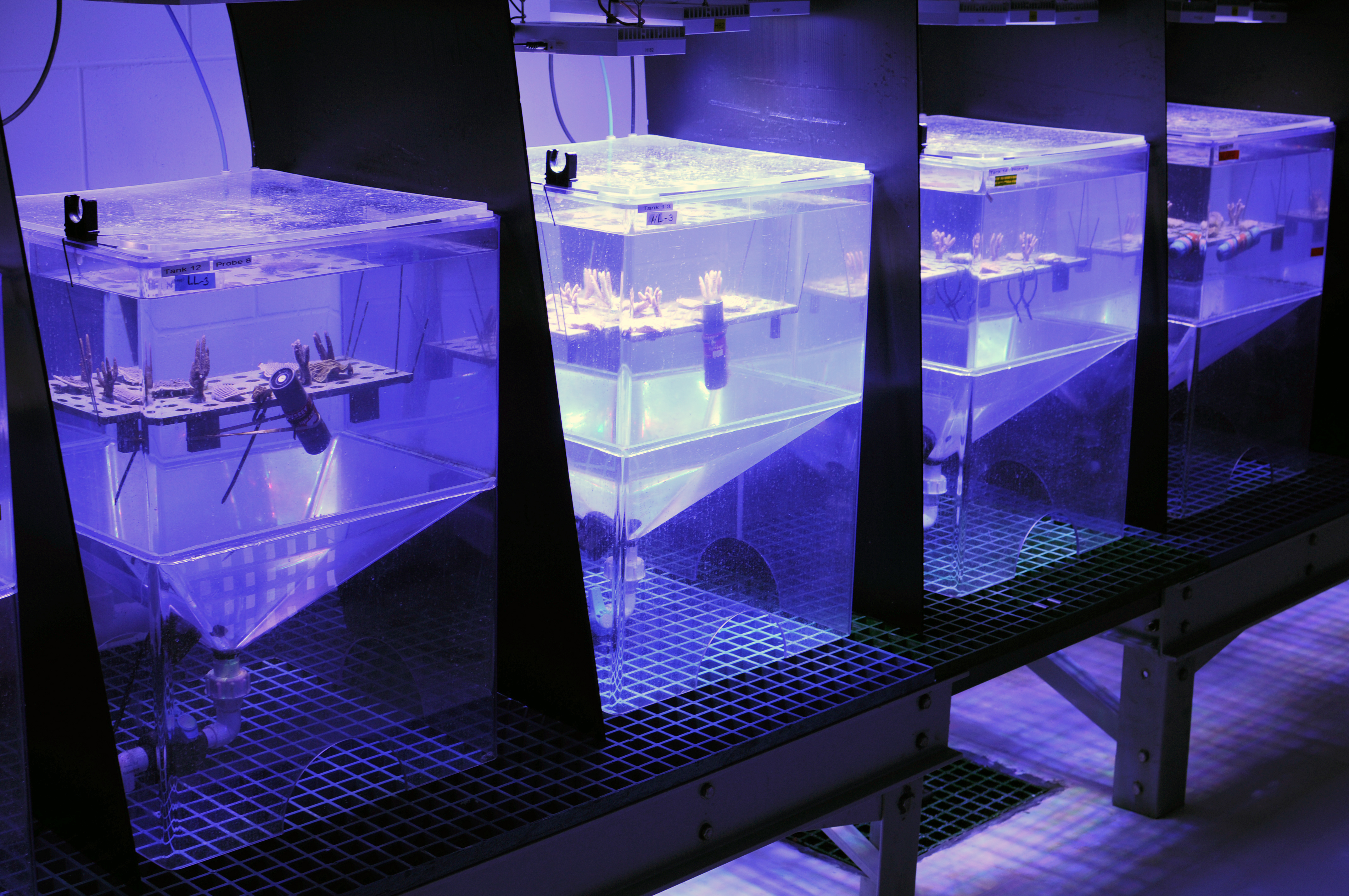 SeaSim experiment to find out how reef organisms respond to different light conditions