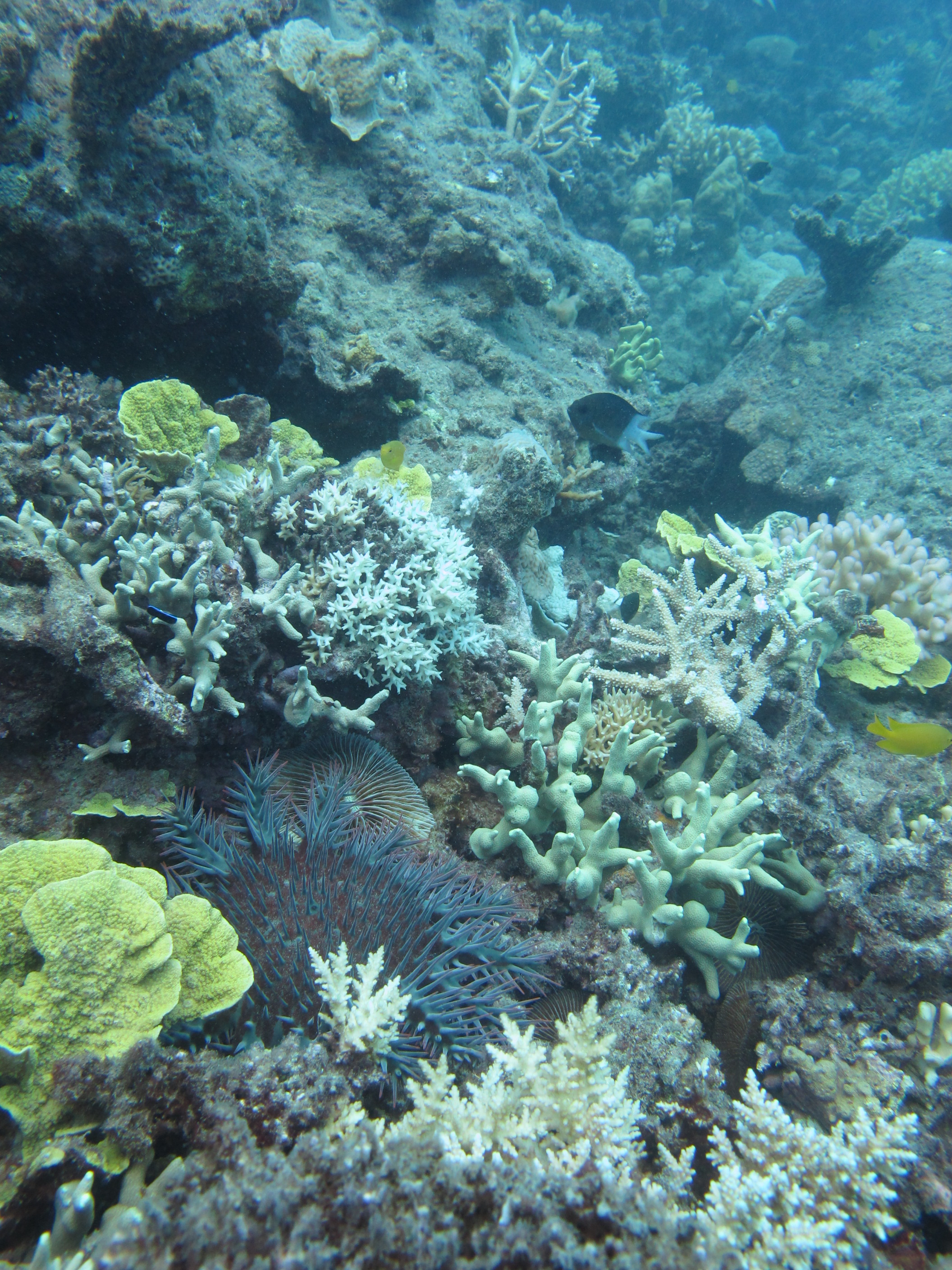 Crown-of-thorns starfish killing corals