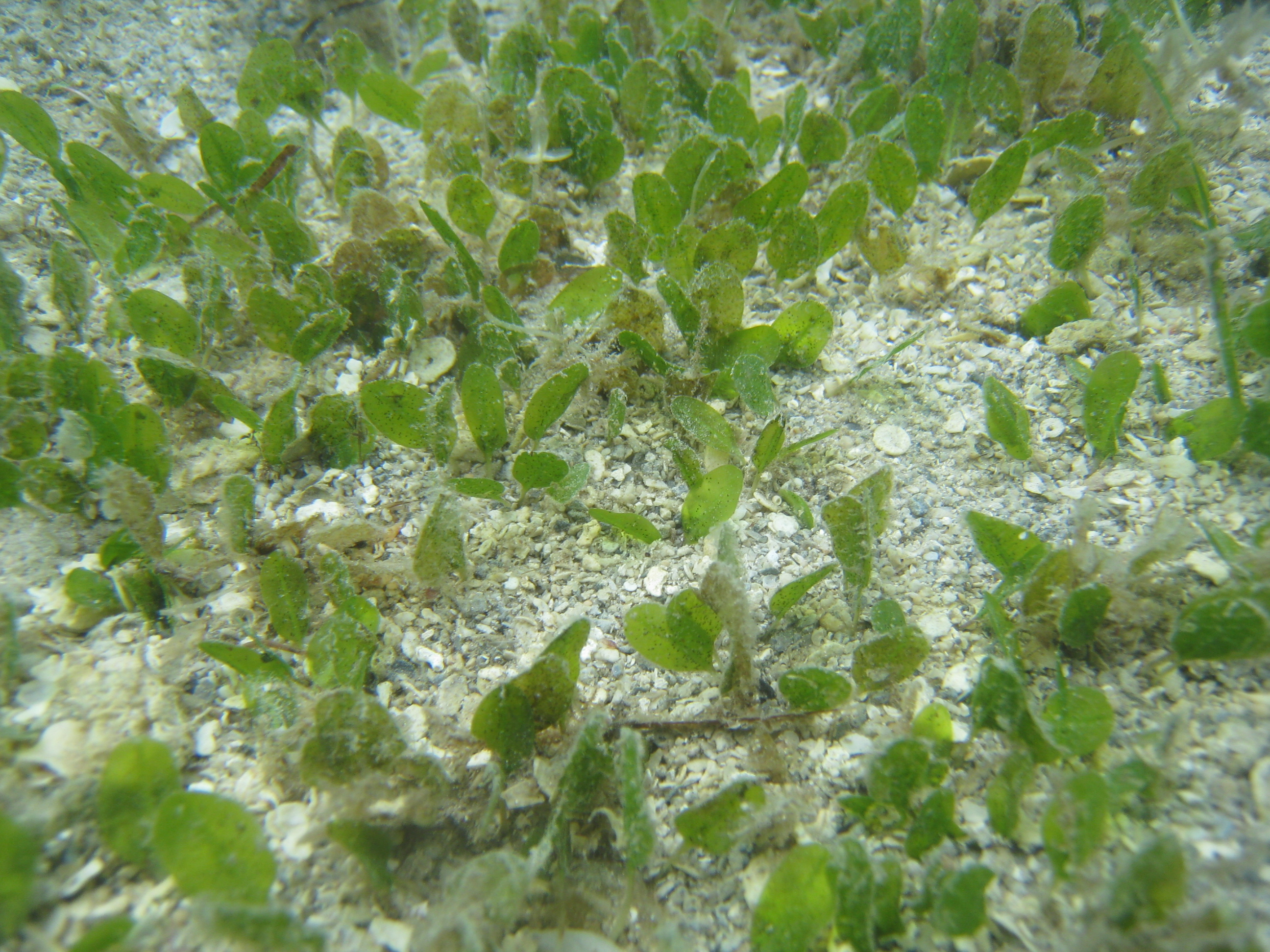 The seagrass, Halophila ovalis